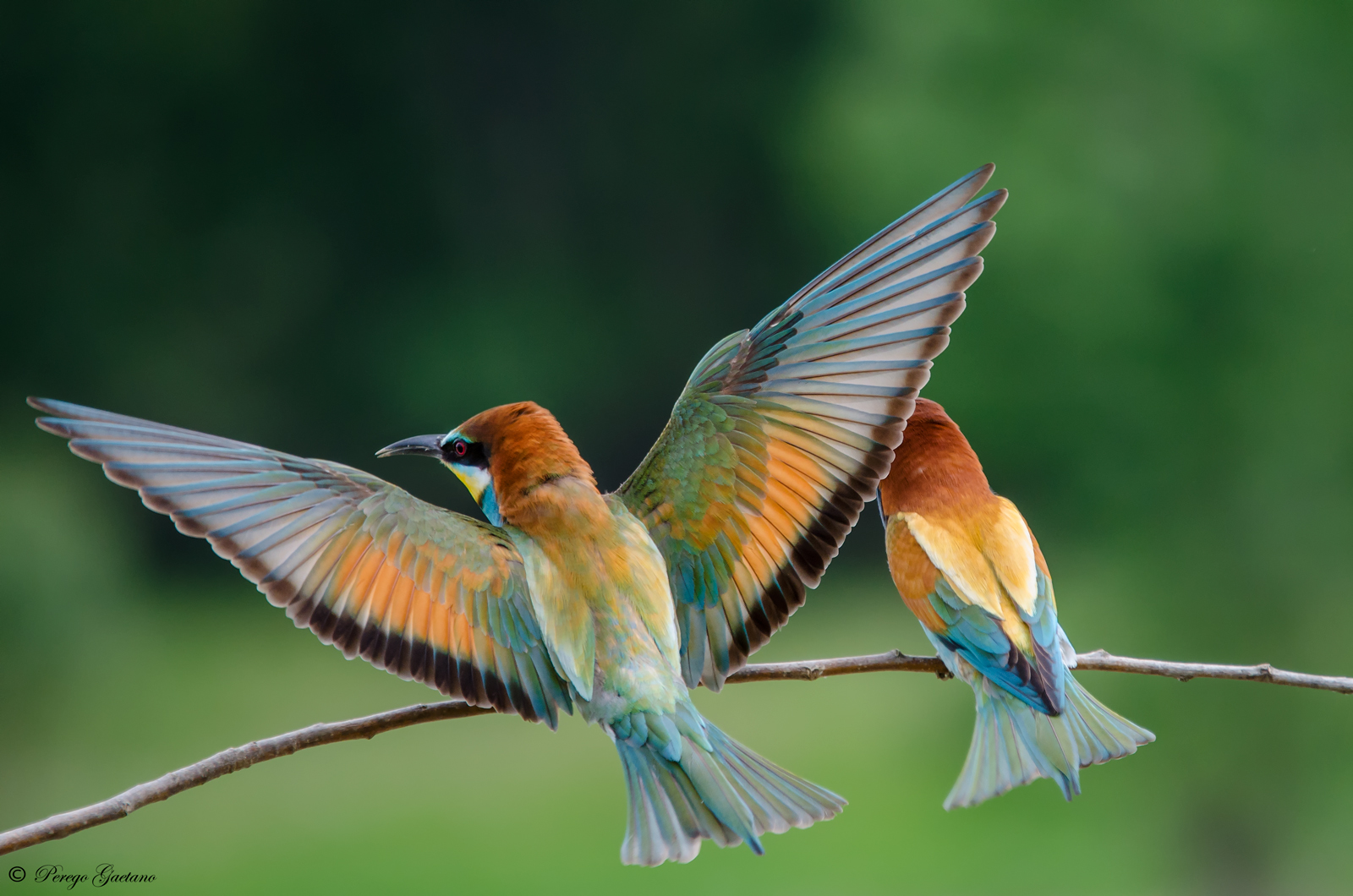 Un ventaglio di colori