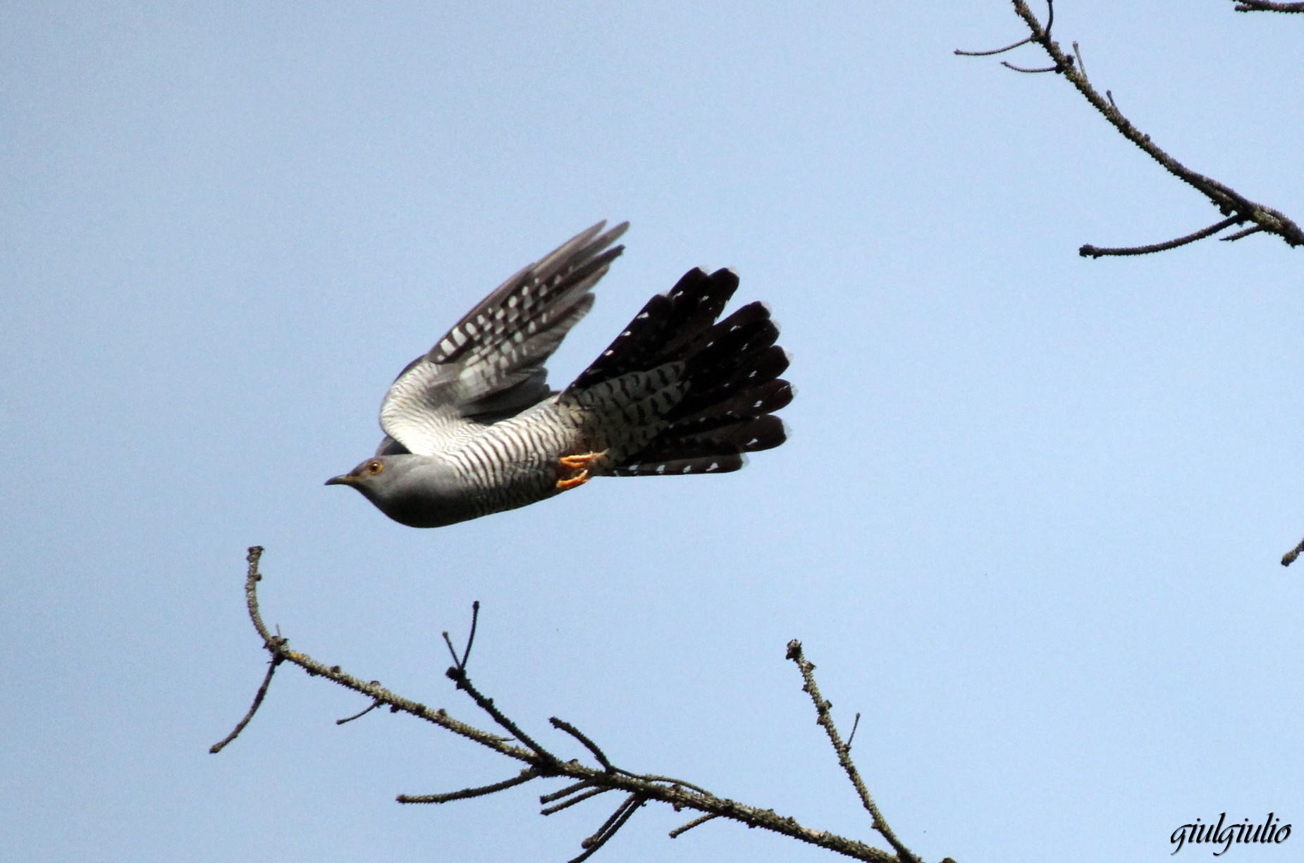 Cuckoo in flight