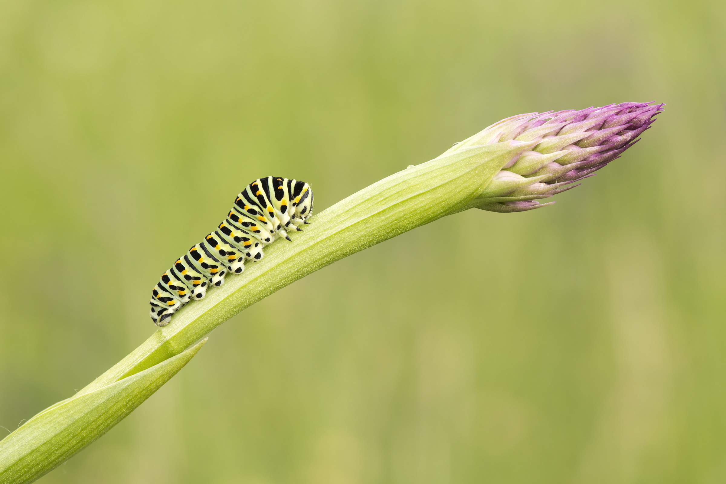 La lancia del destino....