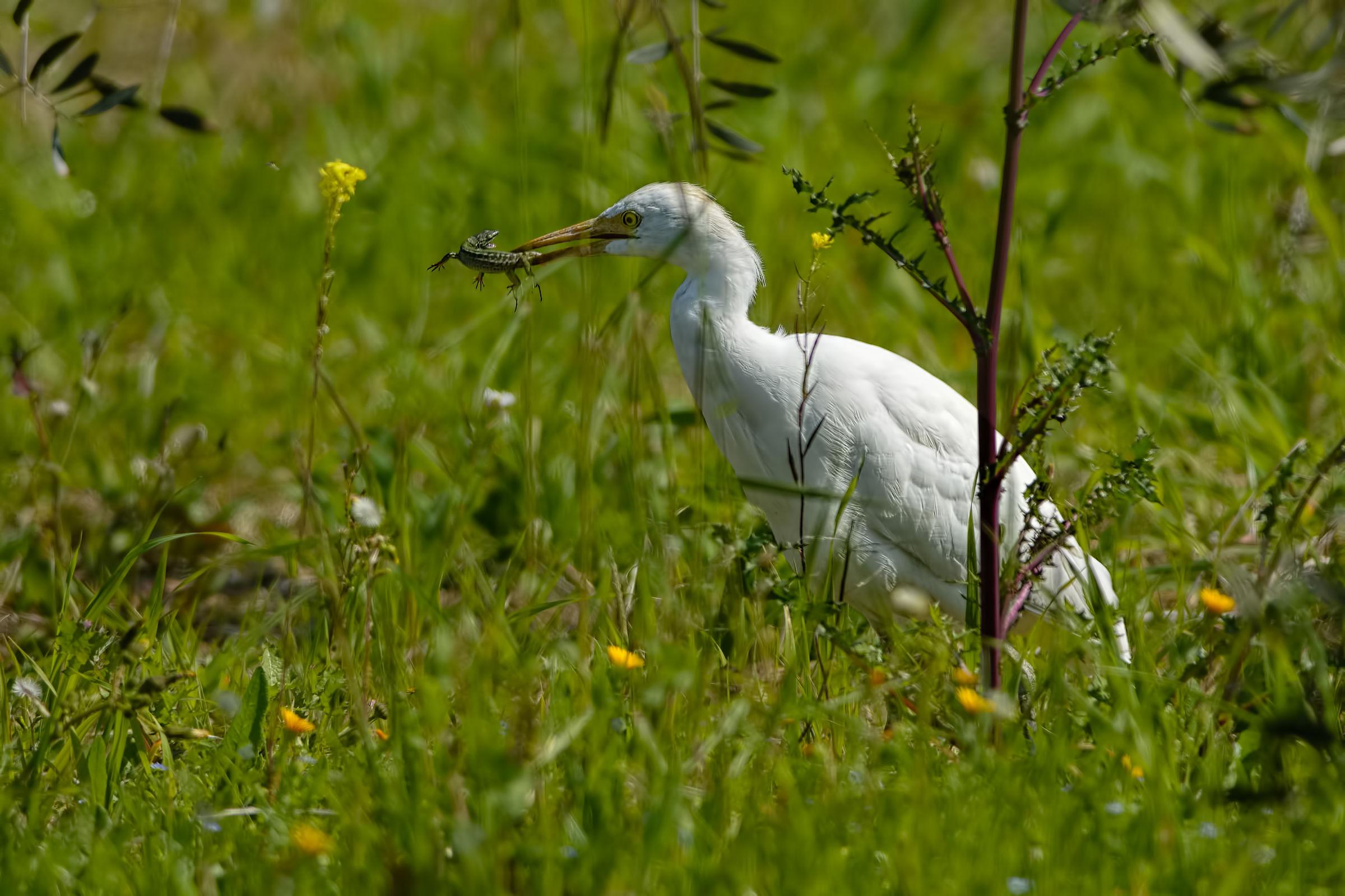 Cattle Egret (Bubulcus ibis)