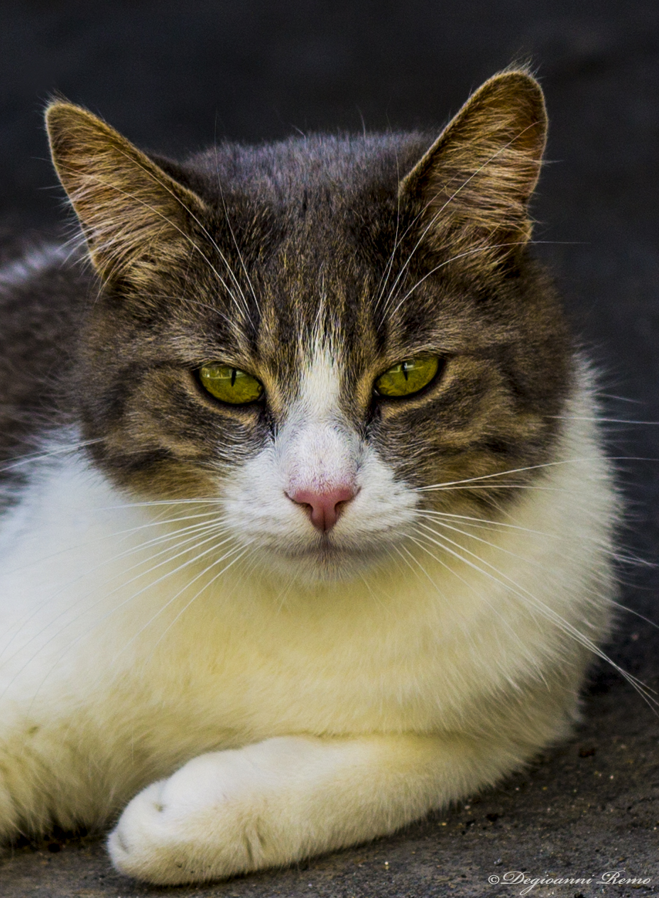 Muoviti a scattare!!