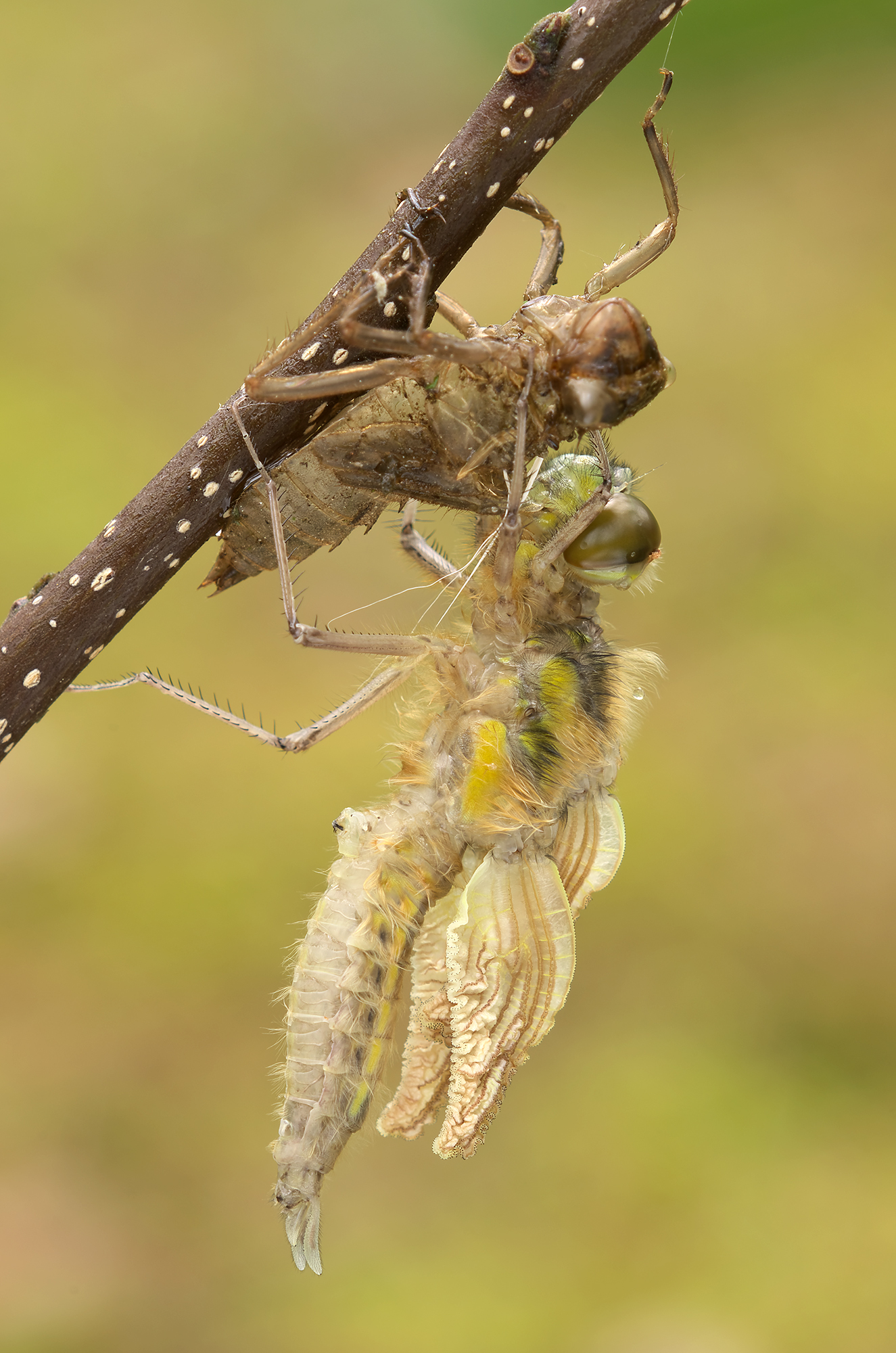 Libellula quadrimaculata
