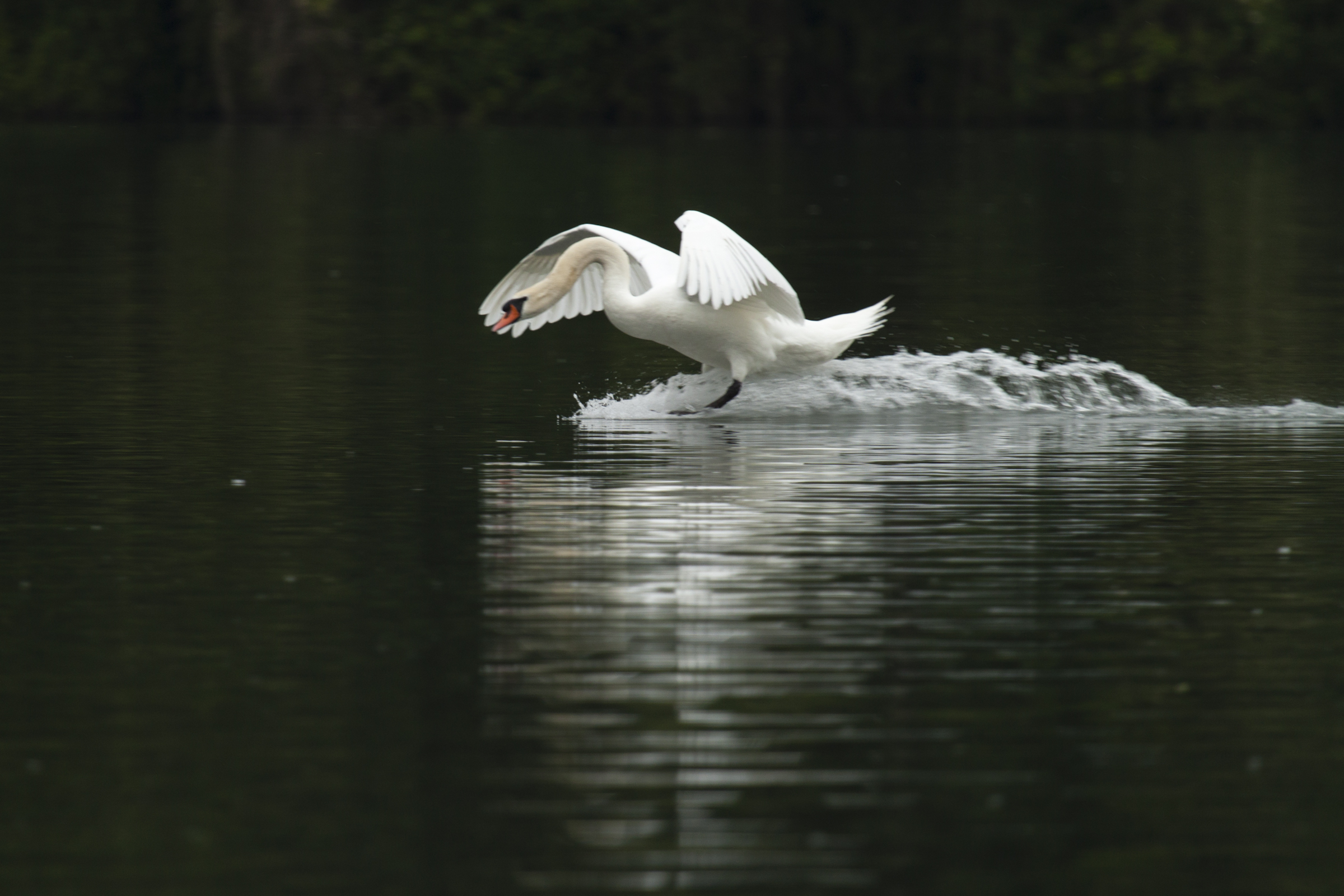 swan gliding