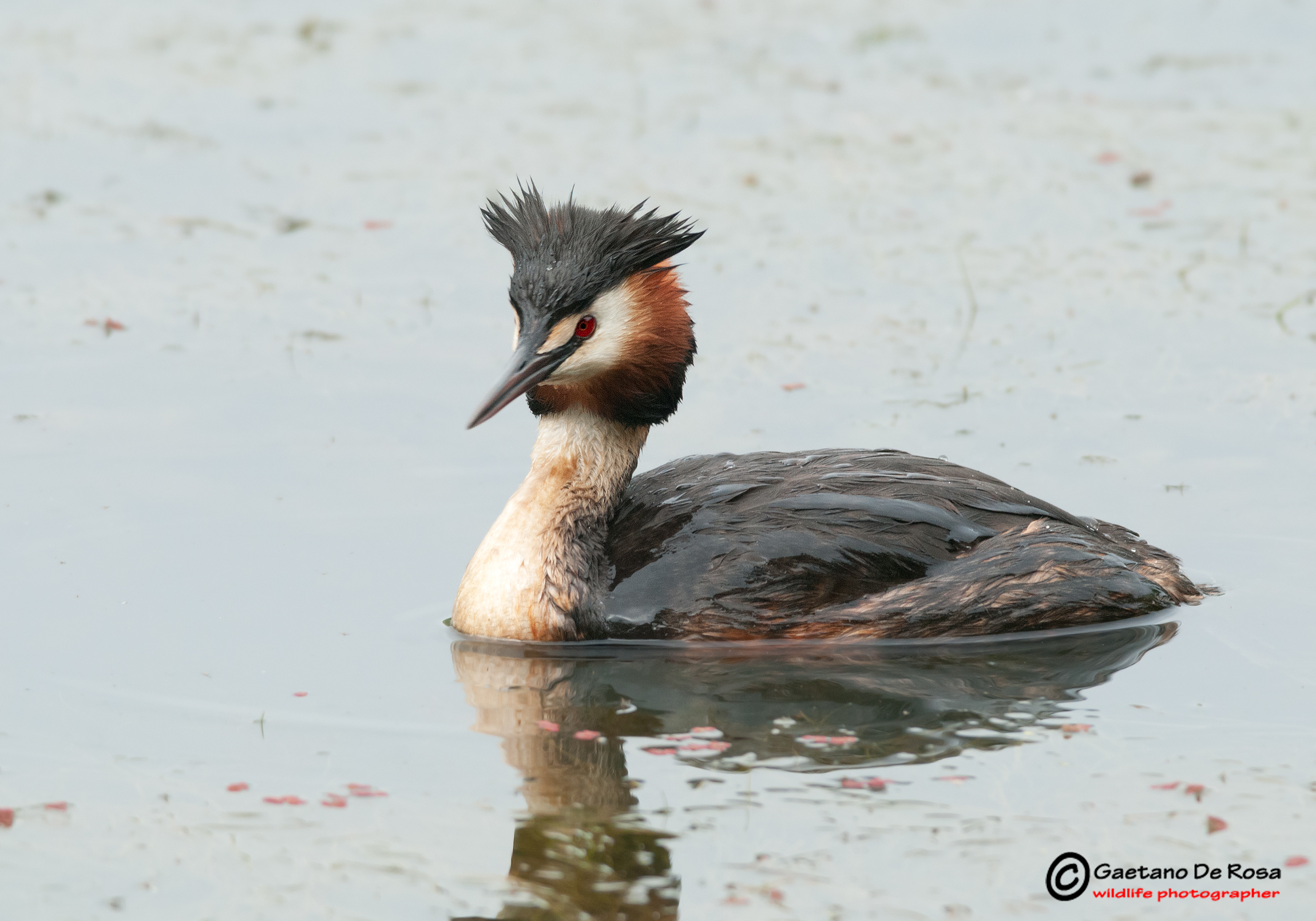 Great Crested Grebe
