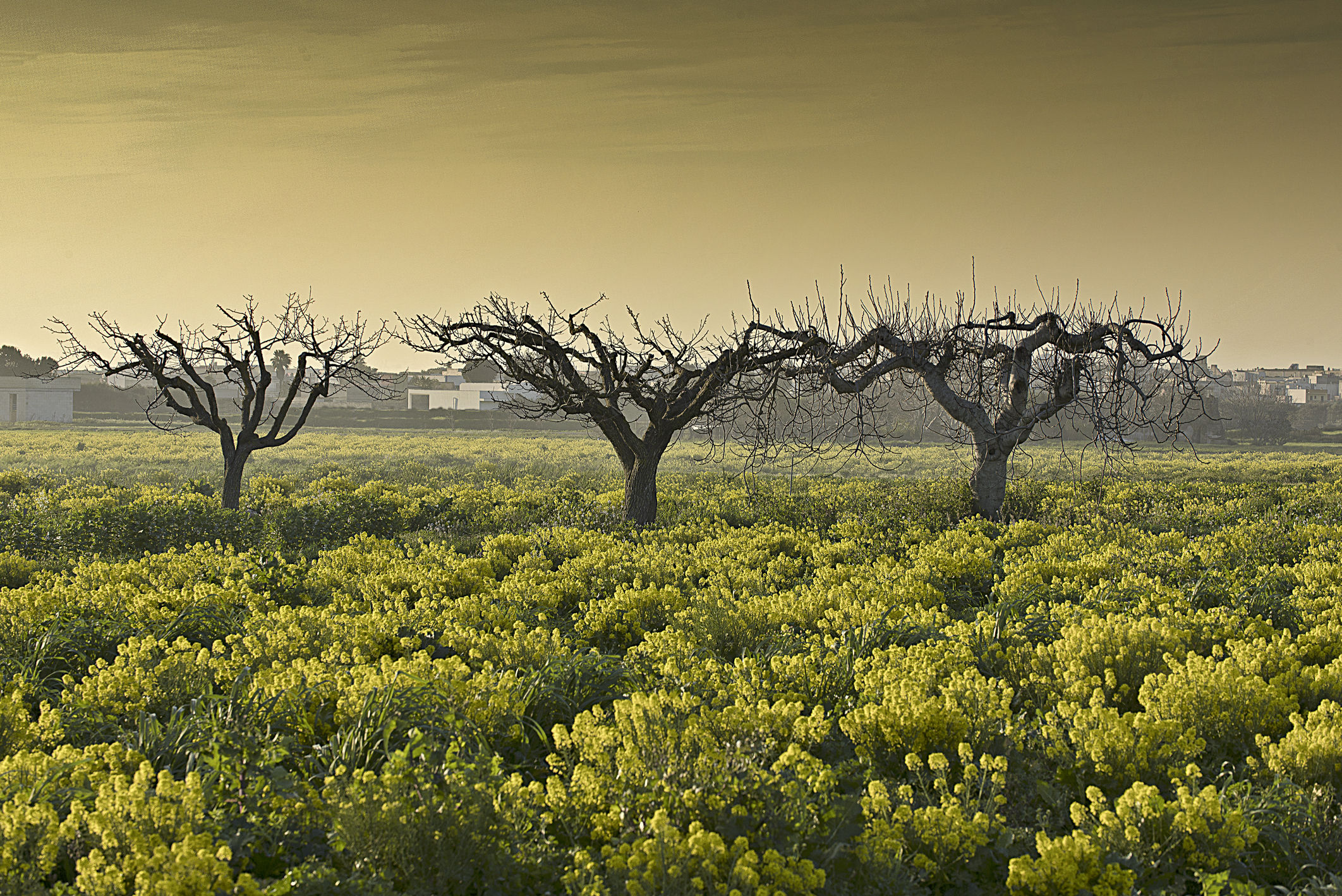 L'inizio della primavera        Paesaggio