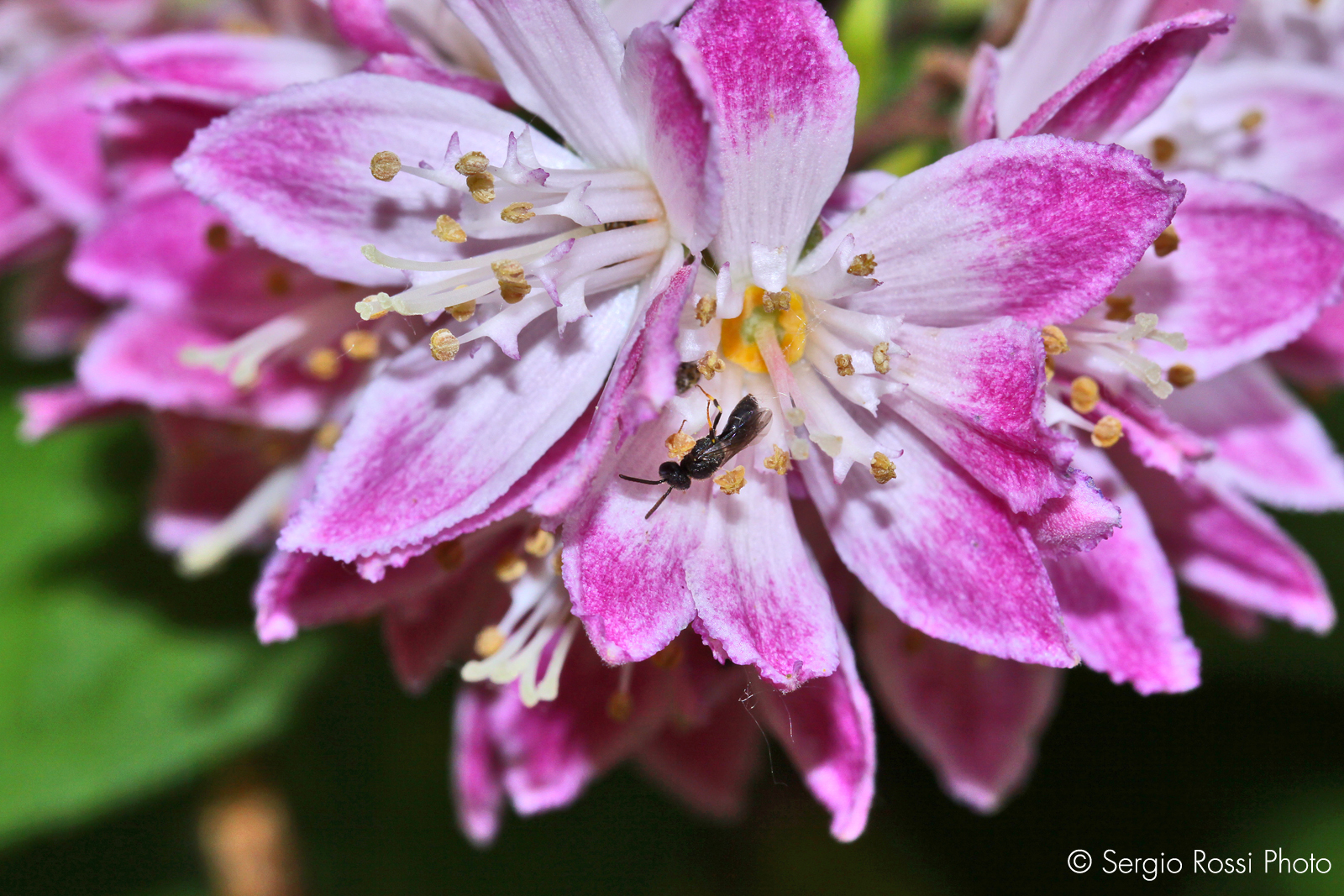 Small insect on flower