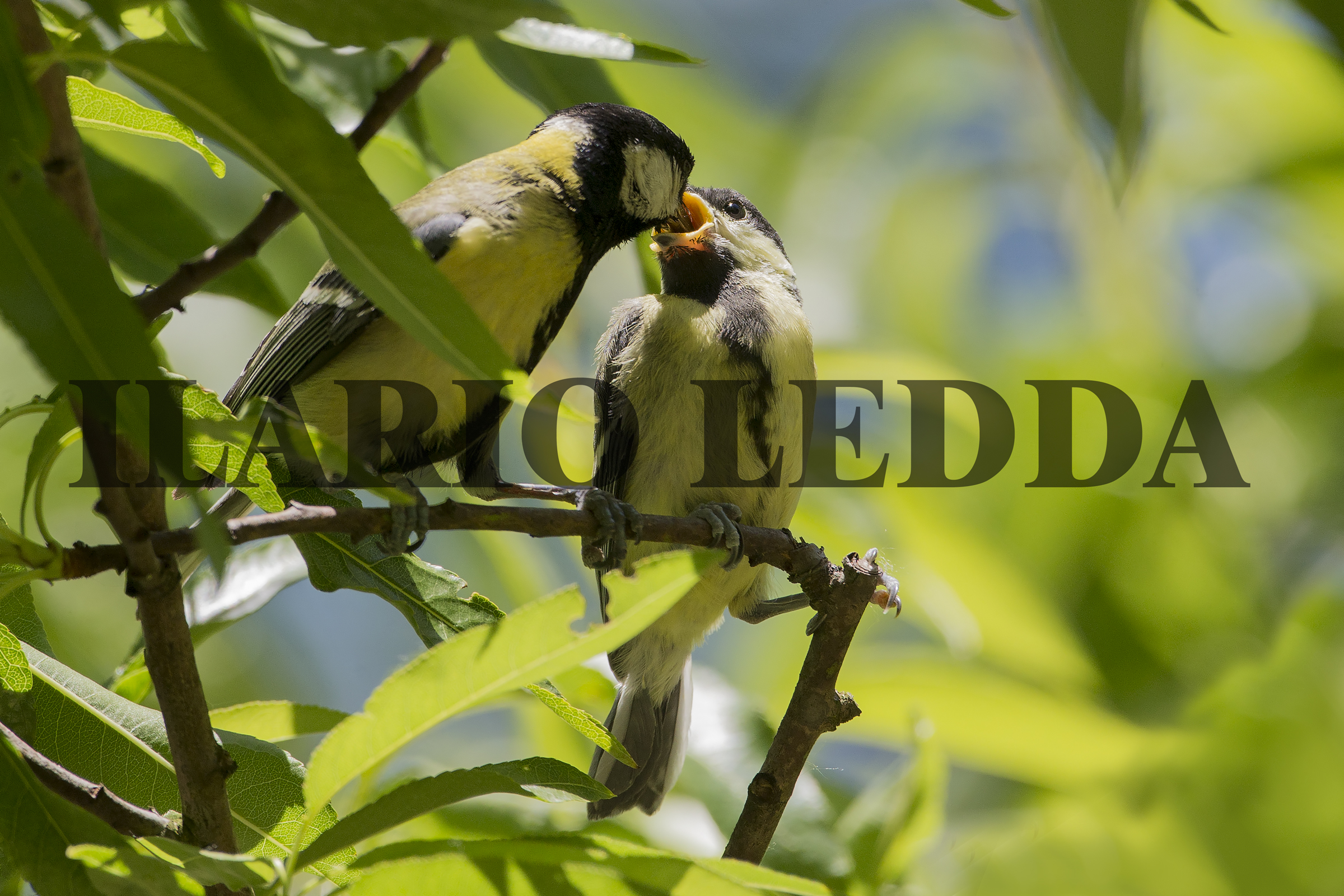 imbeccata madre-figlio