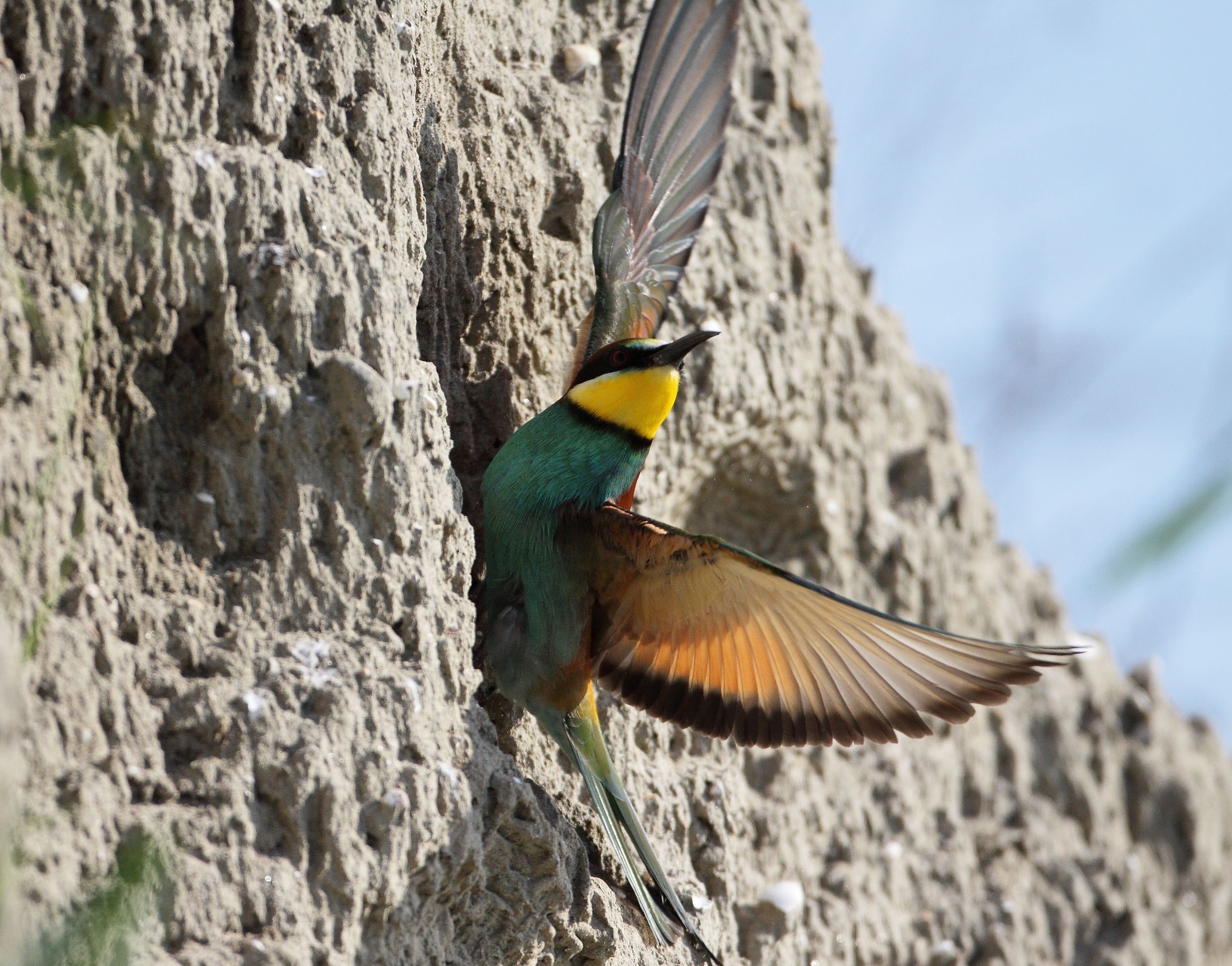 Bee-Eater