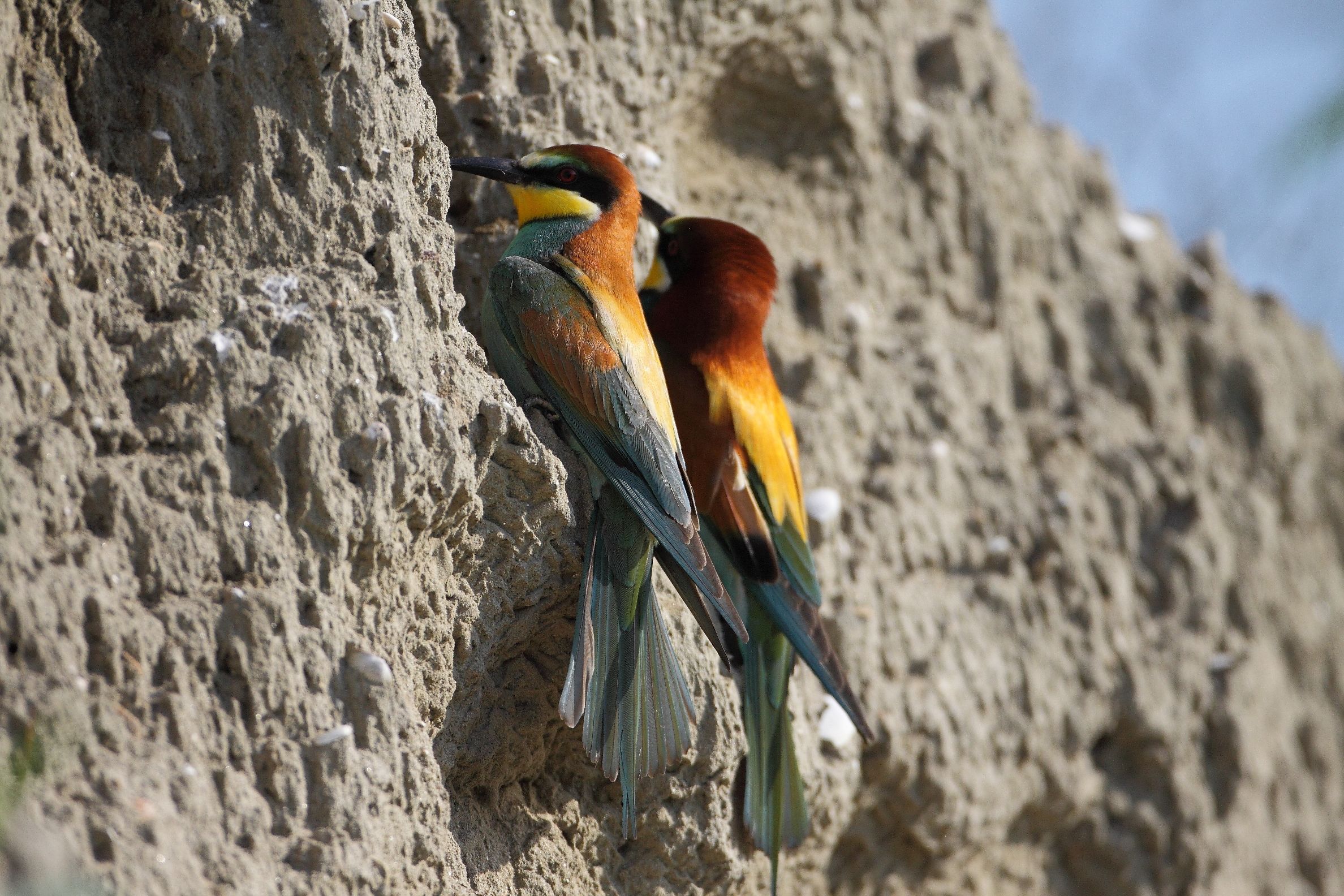 bee-eater couple