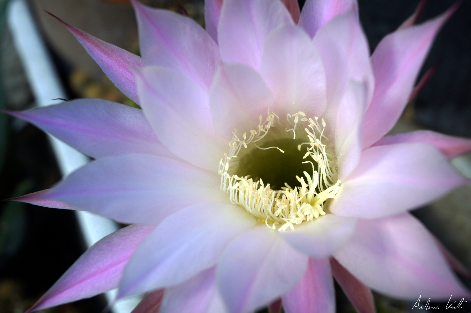 flower succulent plant