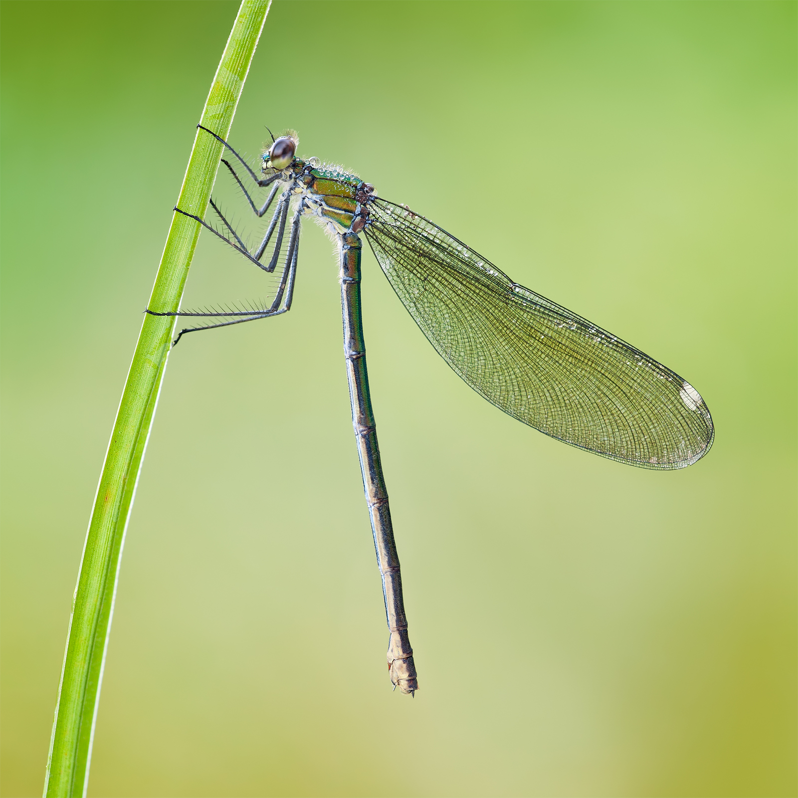 Banded Demoiselle