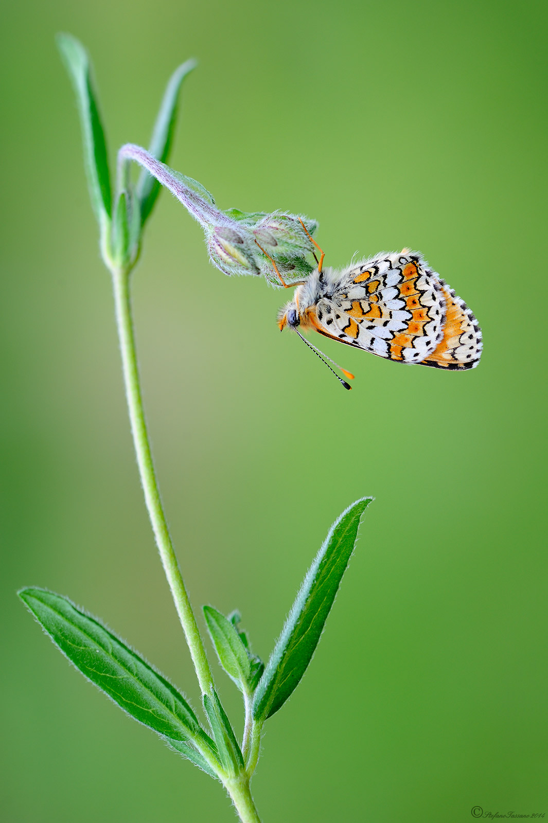 Melitaea cinxia (Linnaeus, 1758)