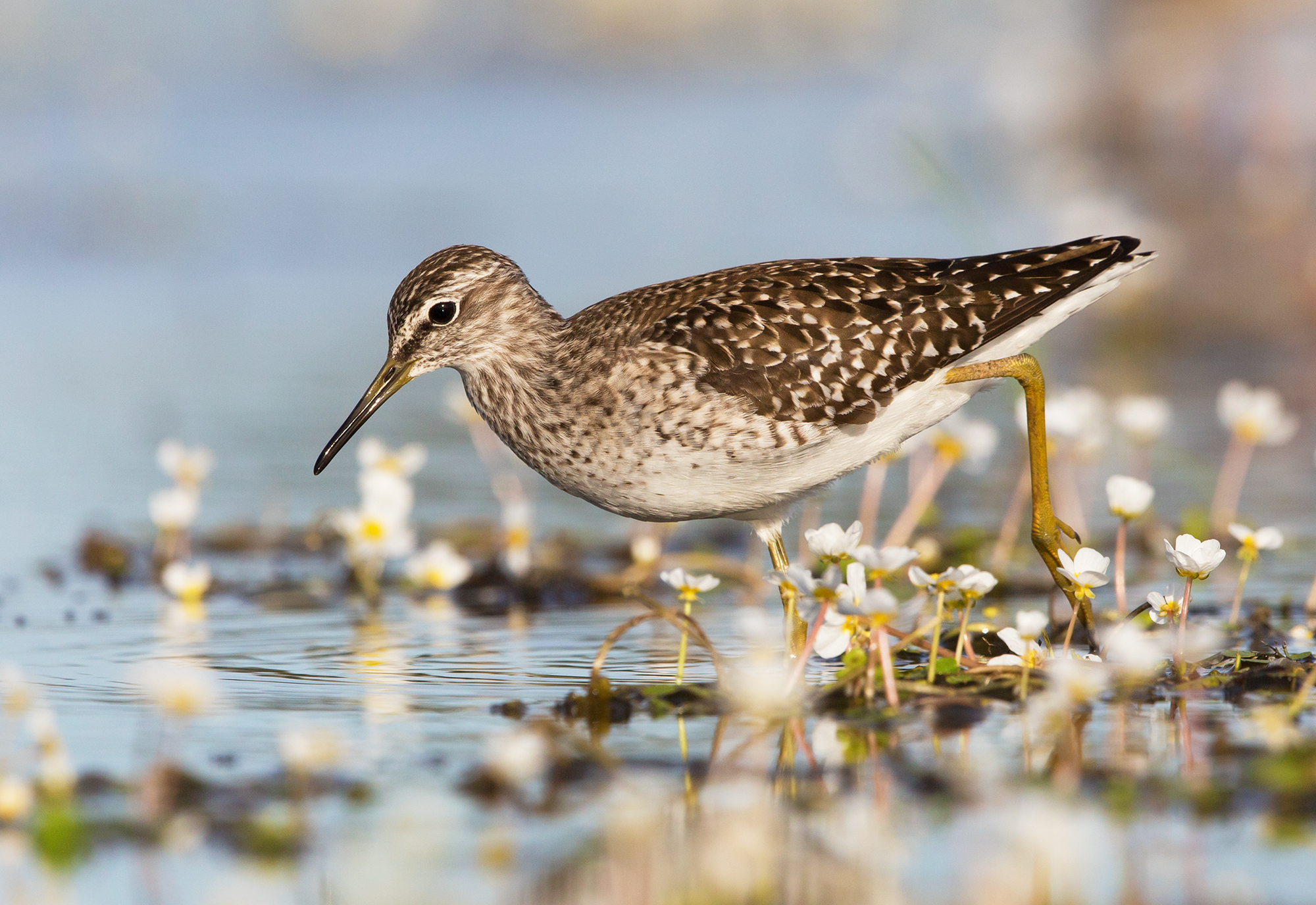 piro piro boschereccio