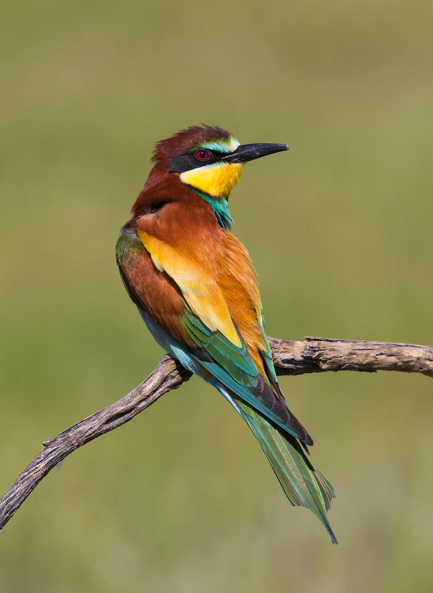 bee-eater