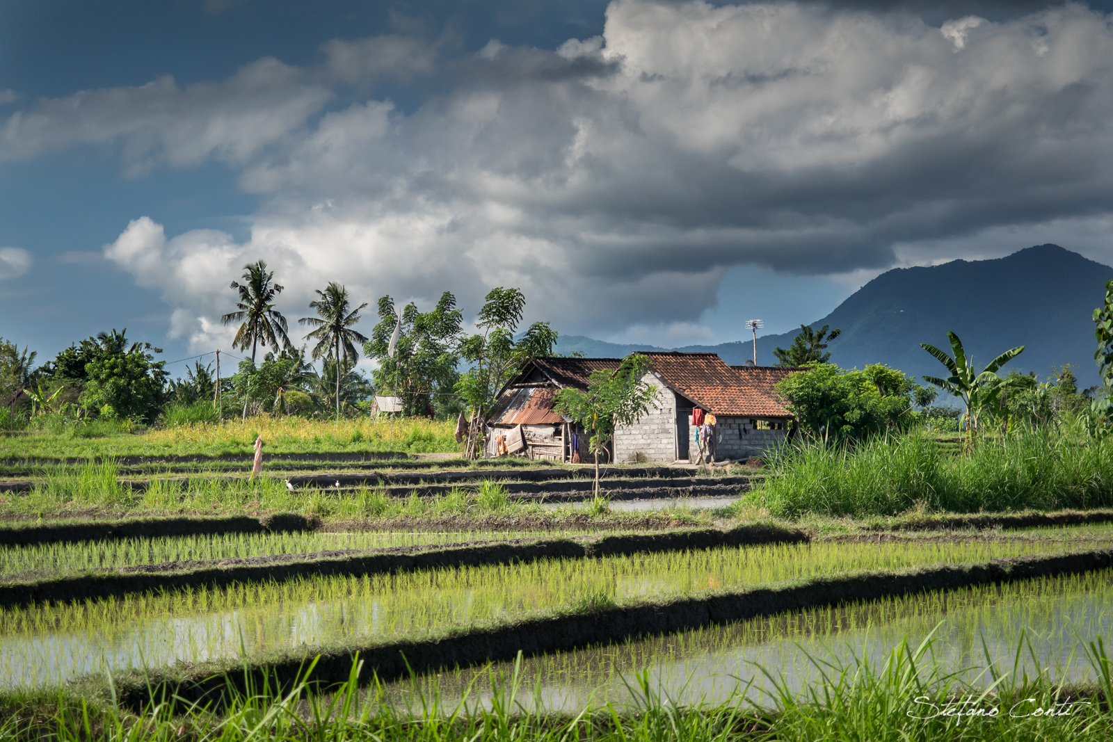 Balinese rice fields