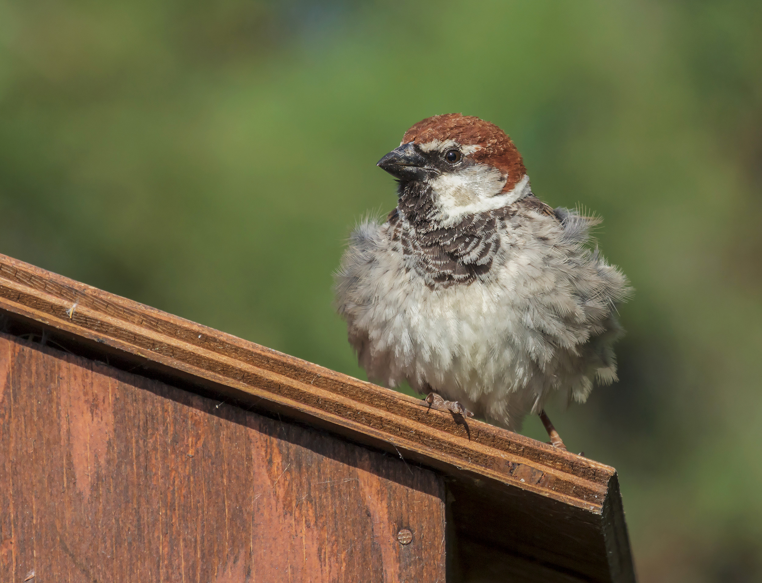 Passera arruffata...
