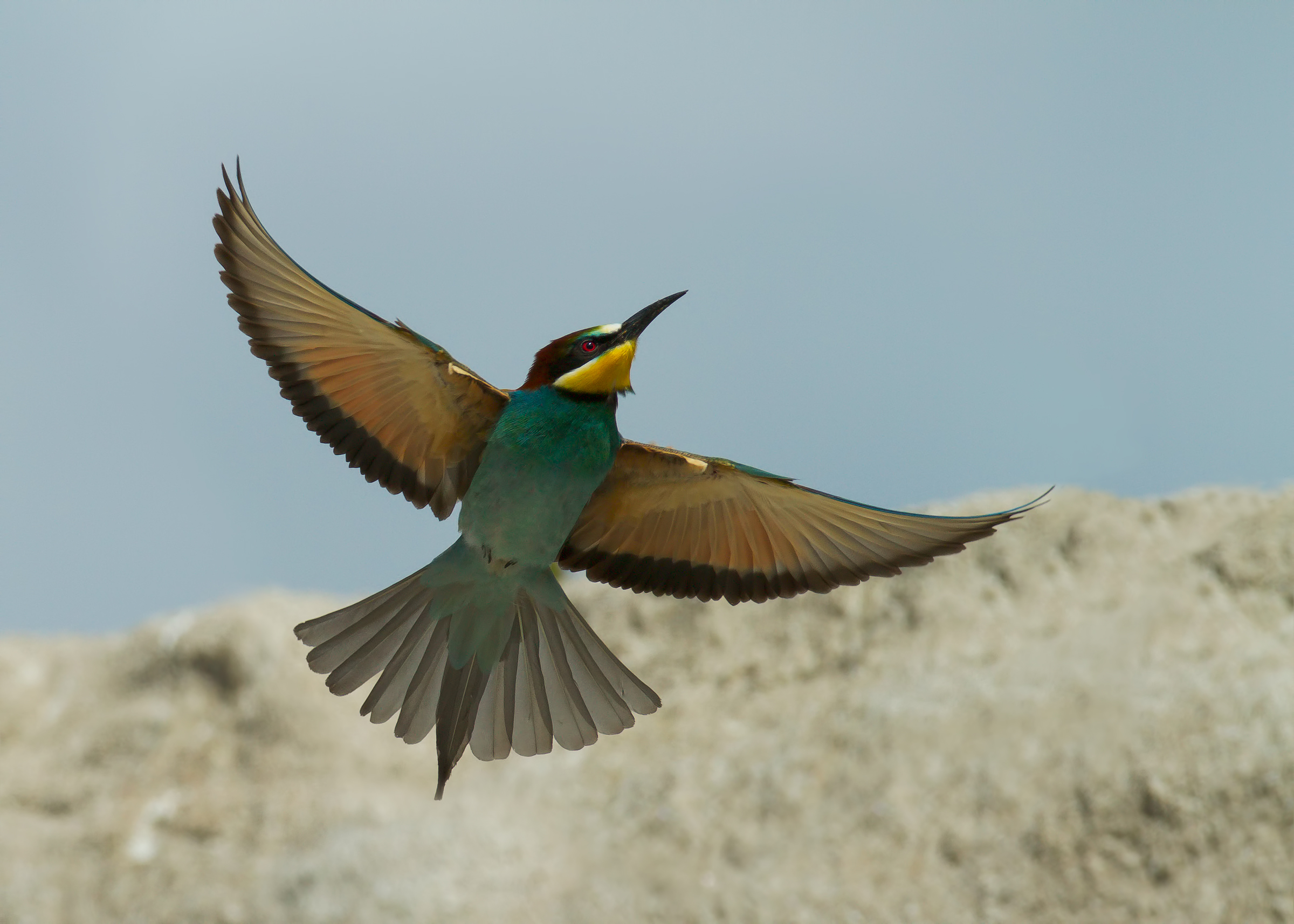 bee-eaters 2