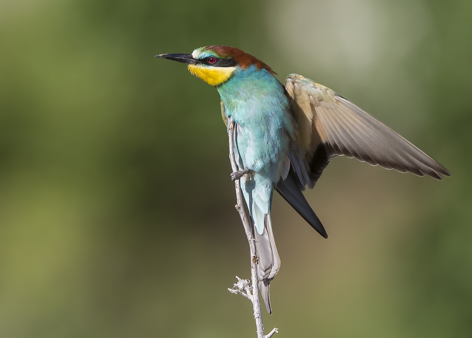 Sunset bee-eater