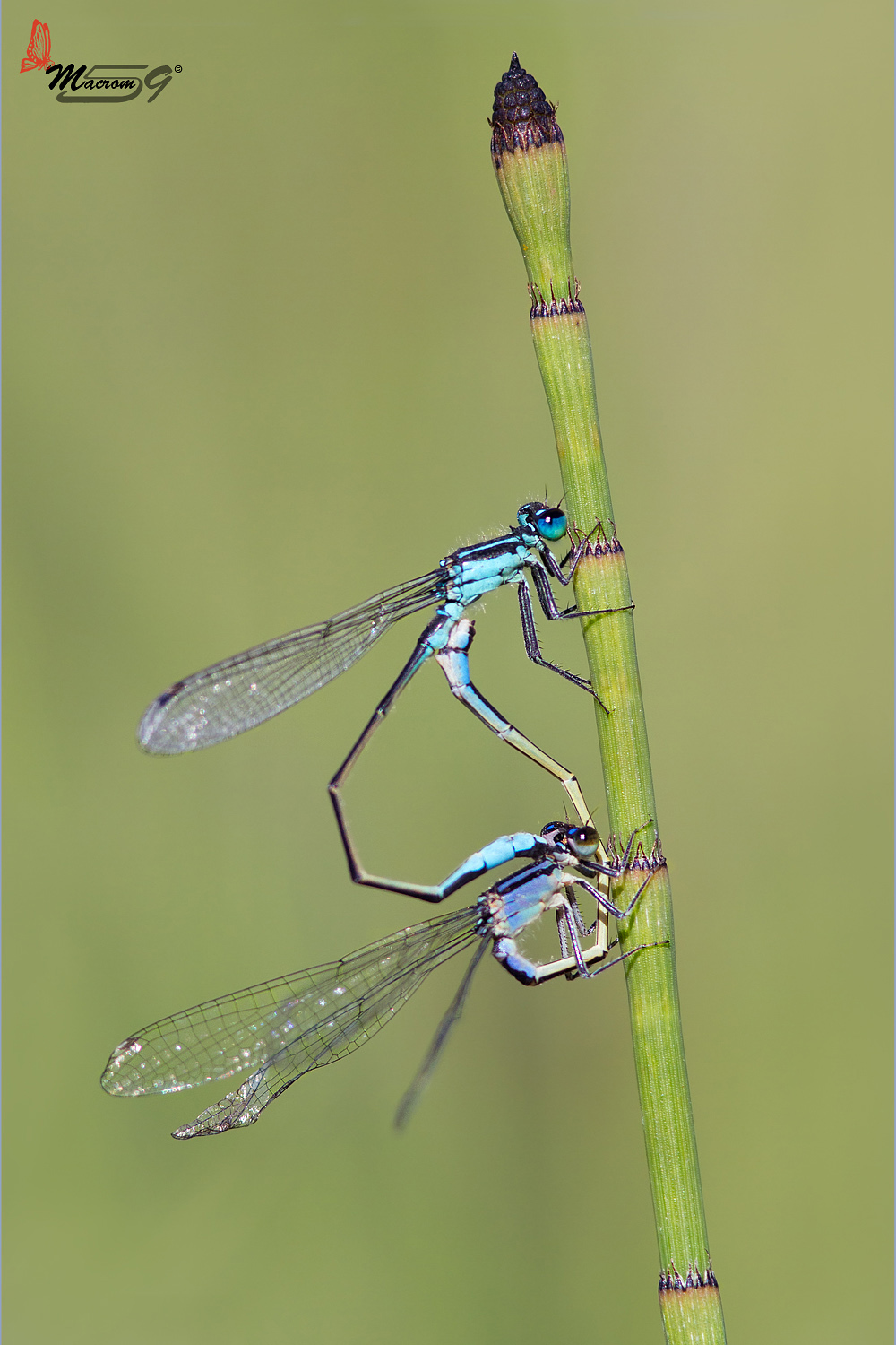 Ishnura elegance in accoppiamento