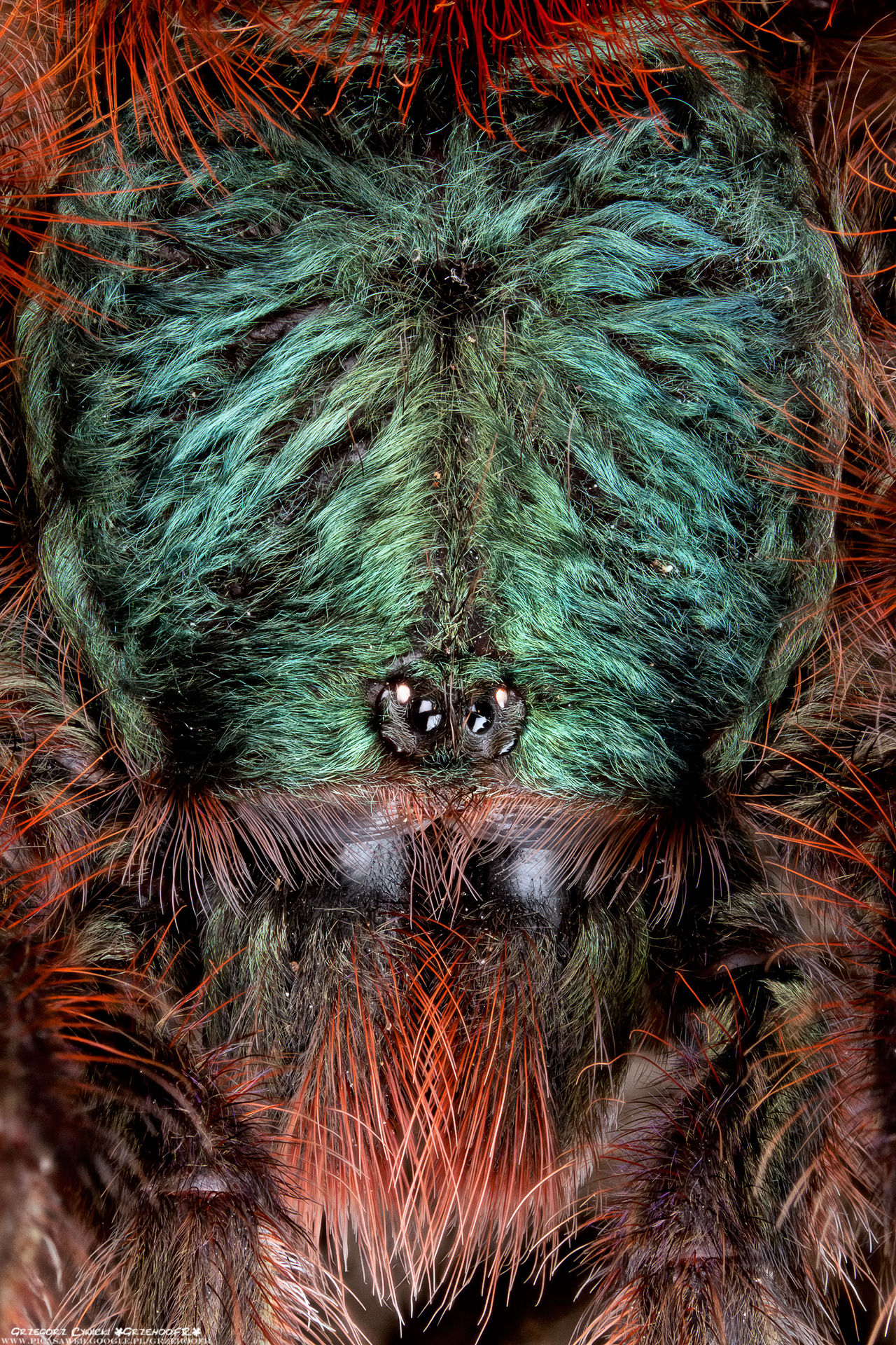 Hairdresser nightmare