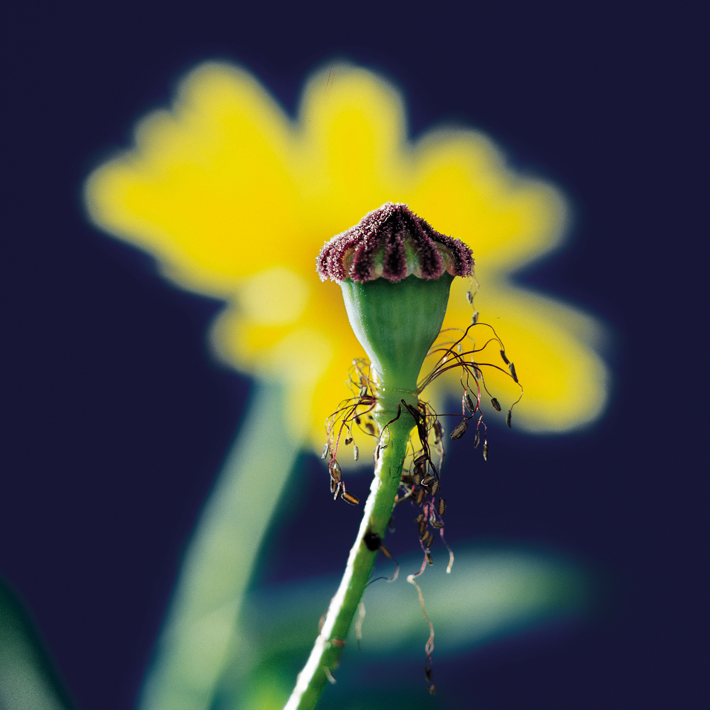 Foto pellicola dia 1990