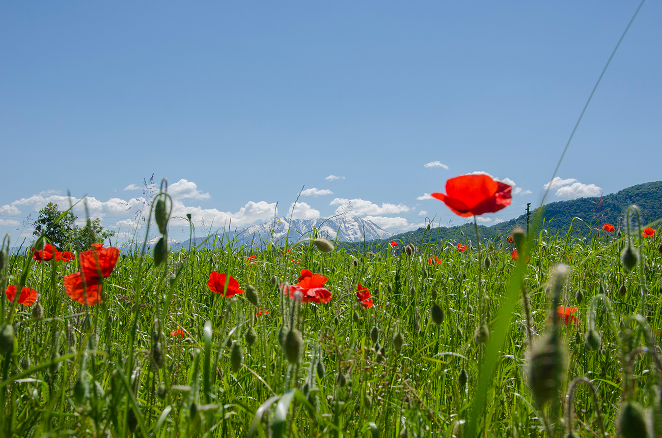Campo di Papaveri