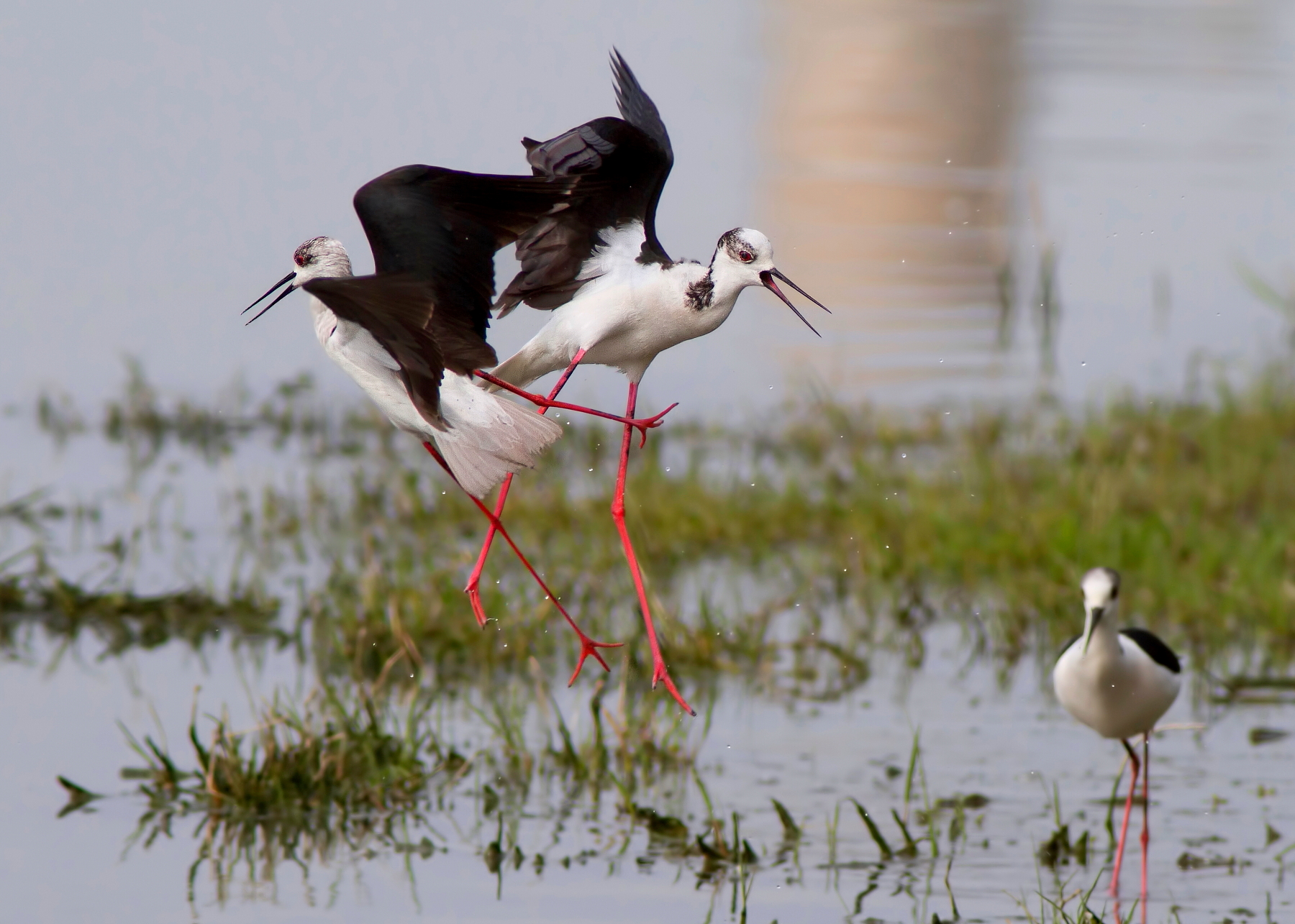 Cavalieri D'Italia:Disputando