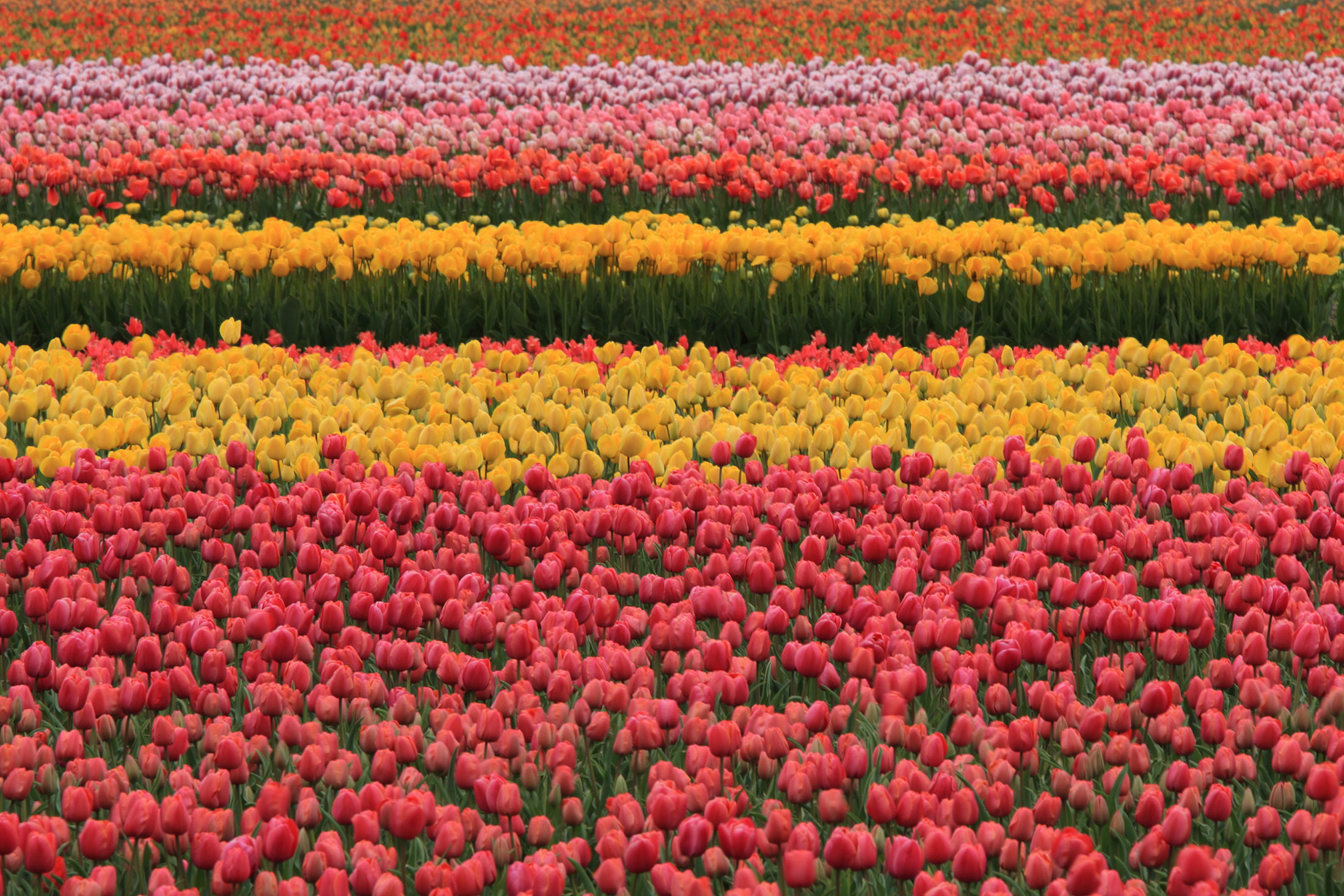 Tulips galore