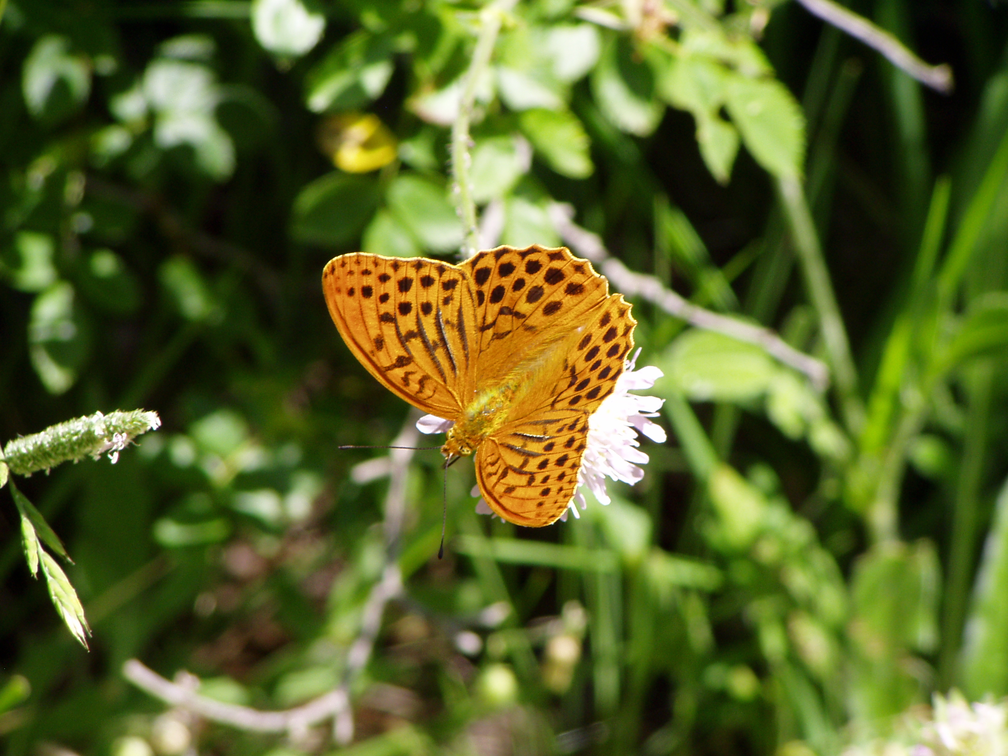 Argynnis paphia