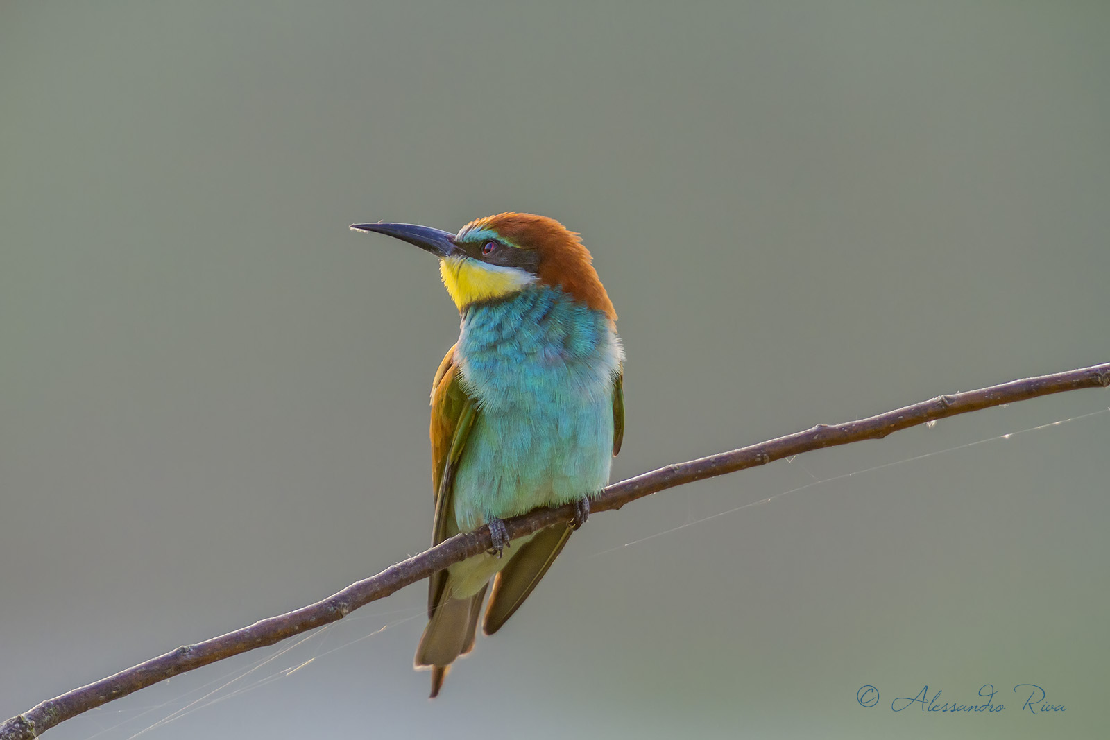 Bee-Eater
