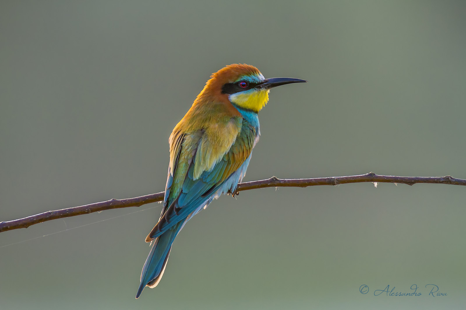 Bee-Eater