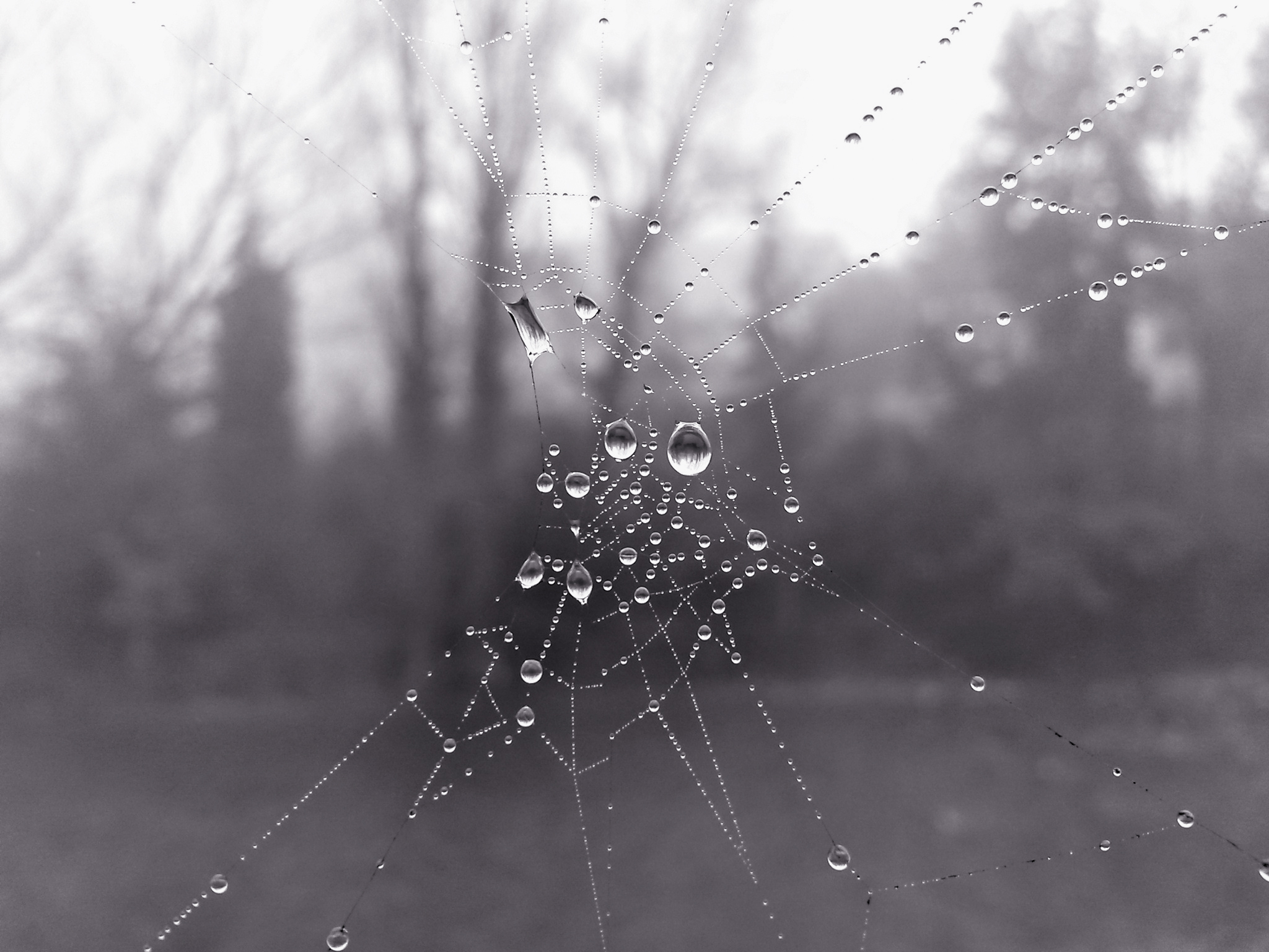 Spiderweb dew drops