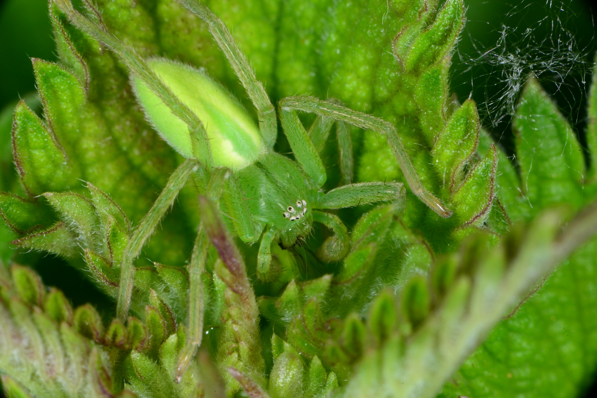 Green spider