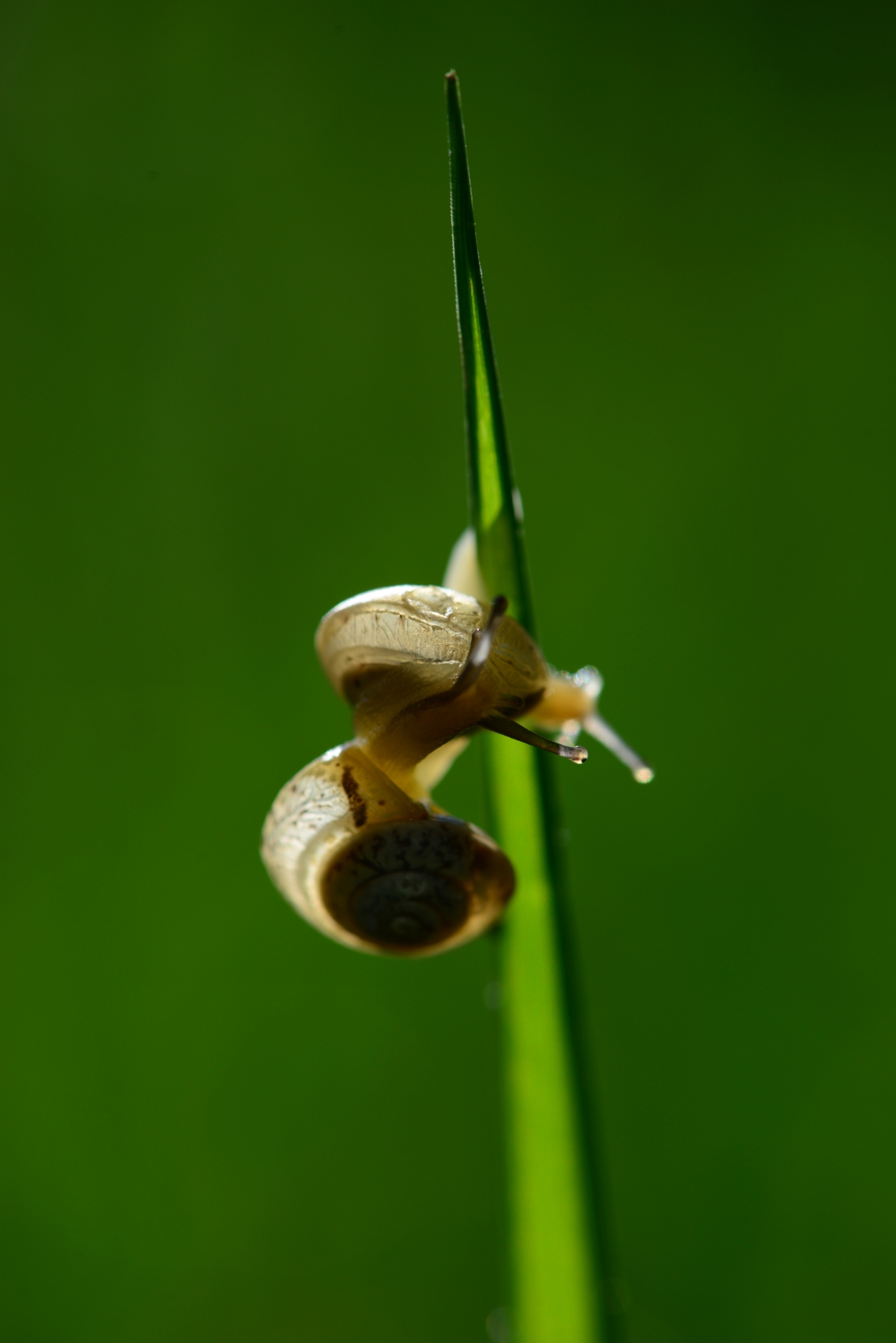 Snails backlight