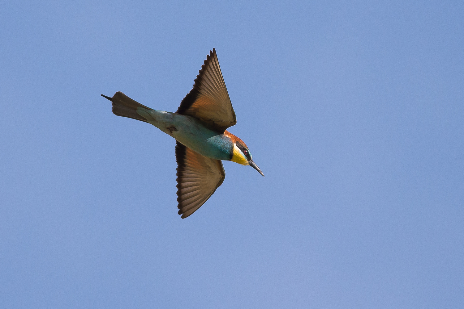 Bee-eater