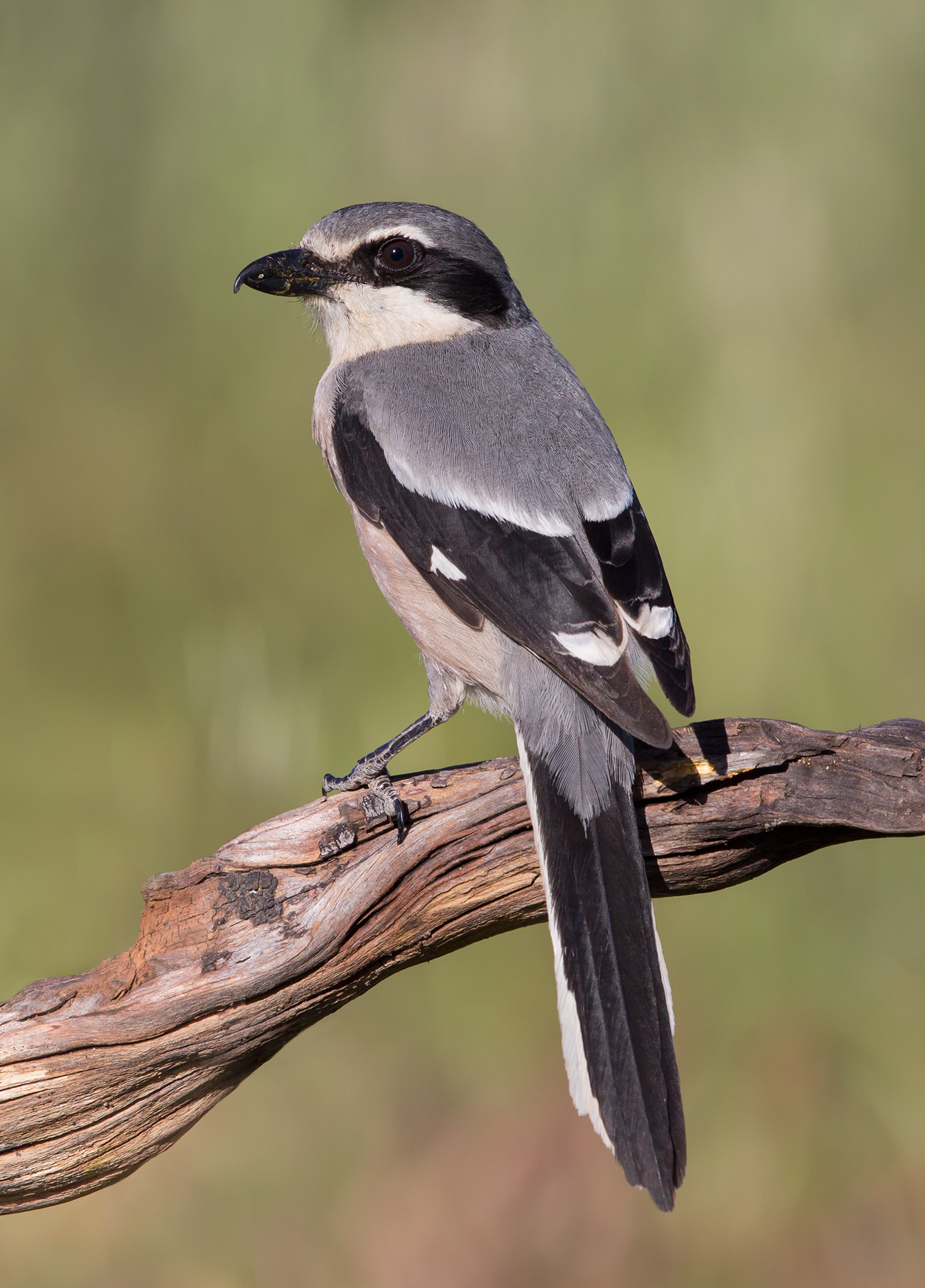 averla maggiore meridionale