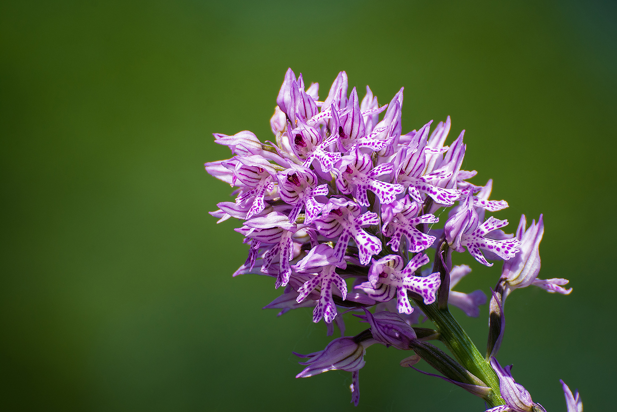 Orchidea di montagna
