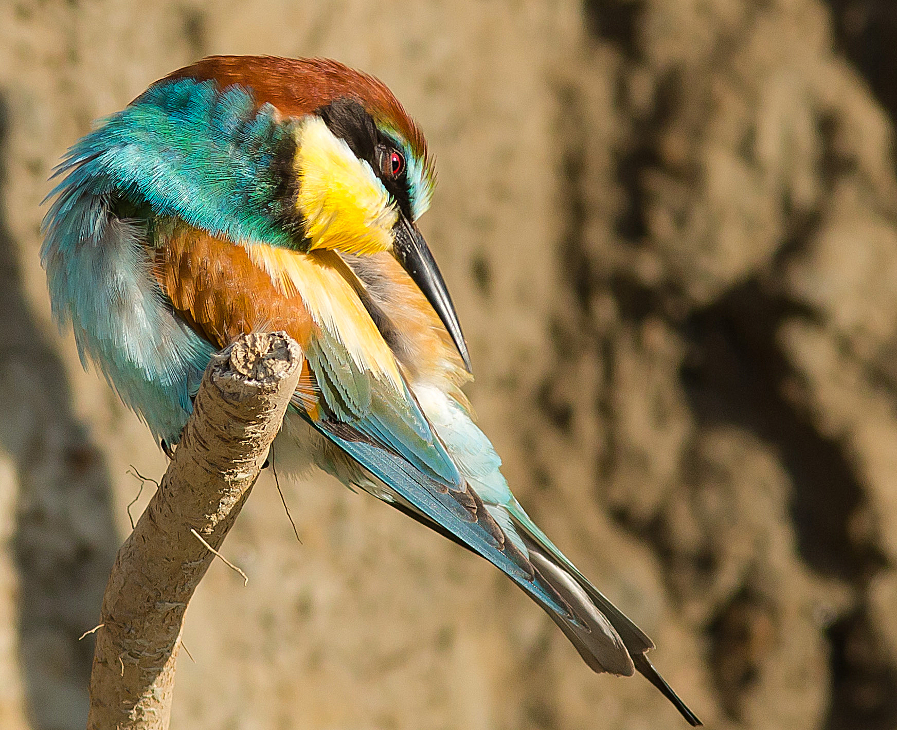 Bee-Eater