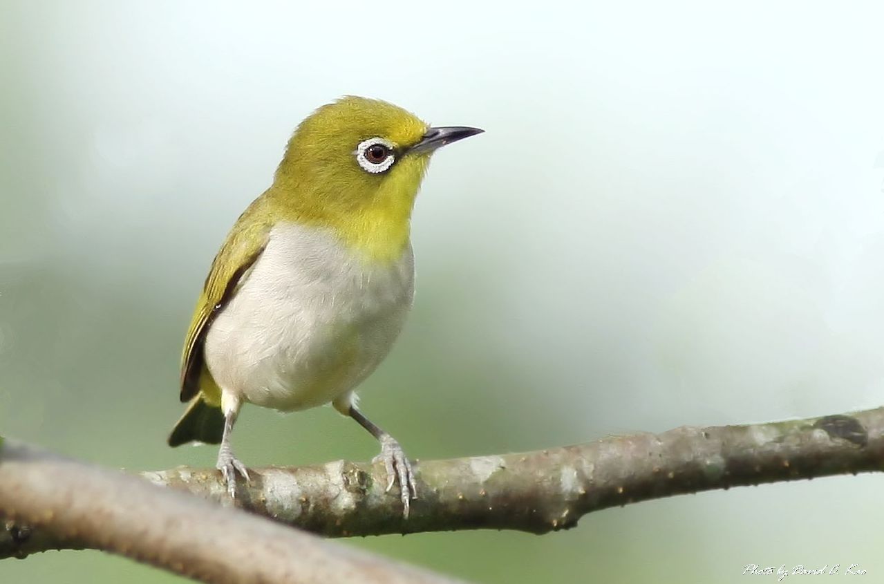 Japanese White Eye