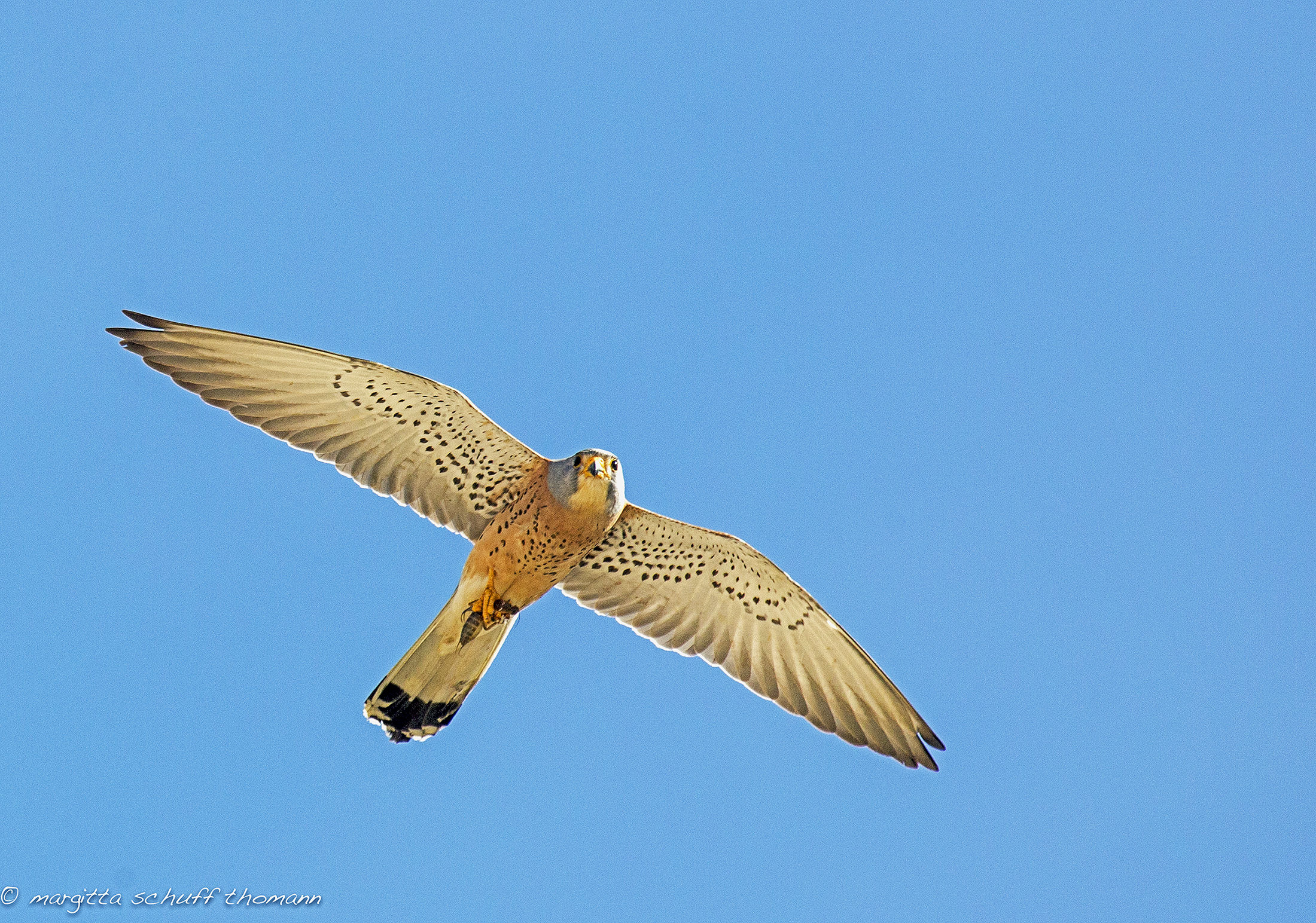 Lesser Kestrel with mole cricket