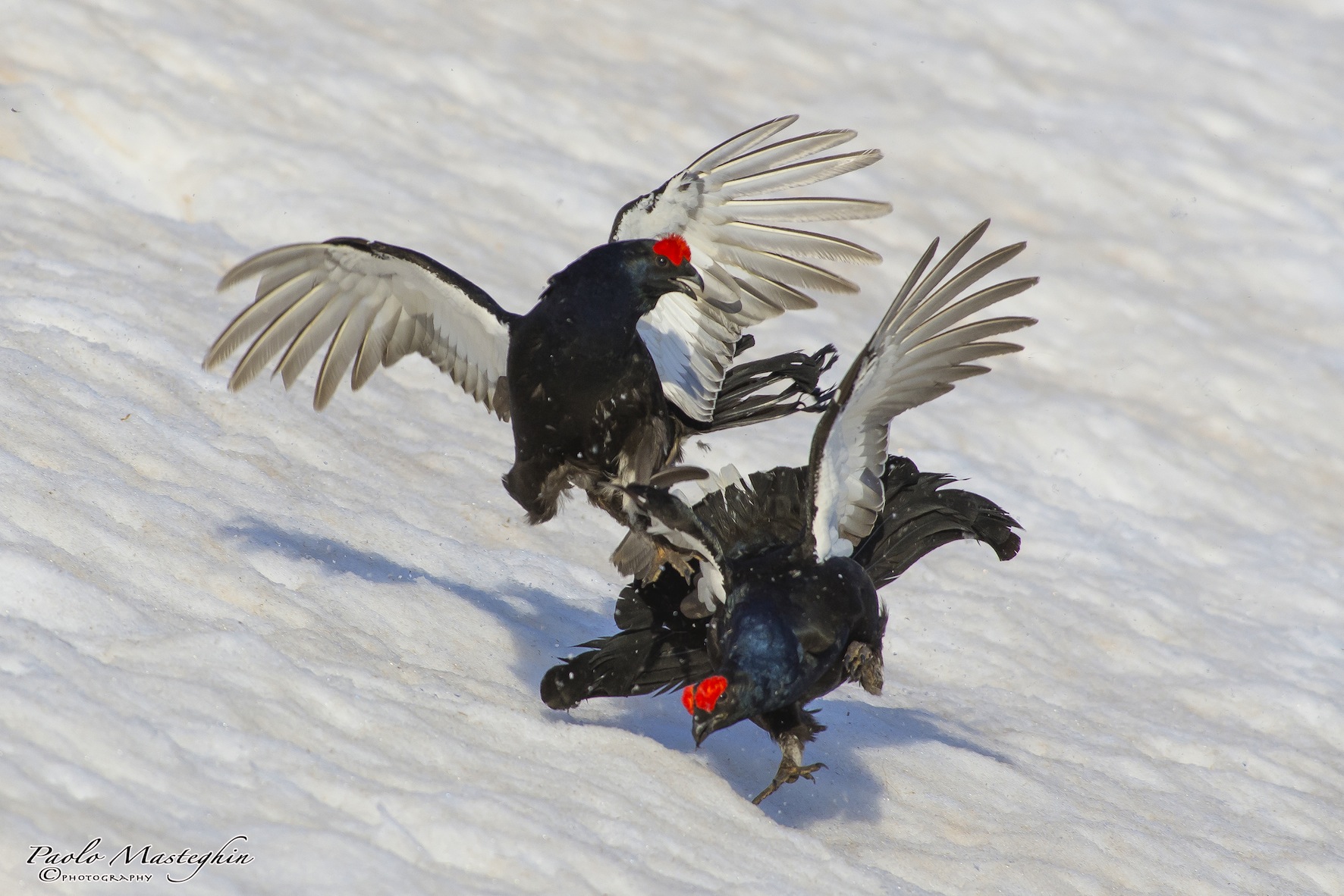 Fight to the last pen ..... grouses in action.