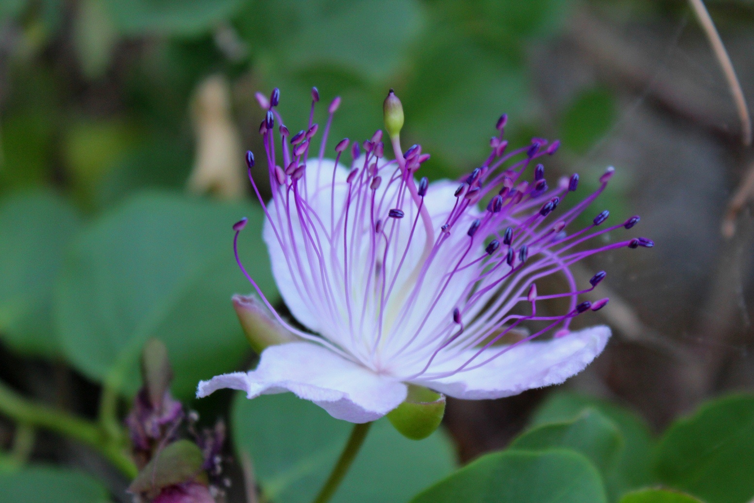caper flower