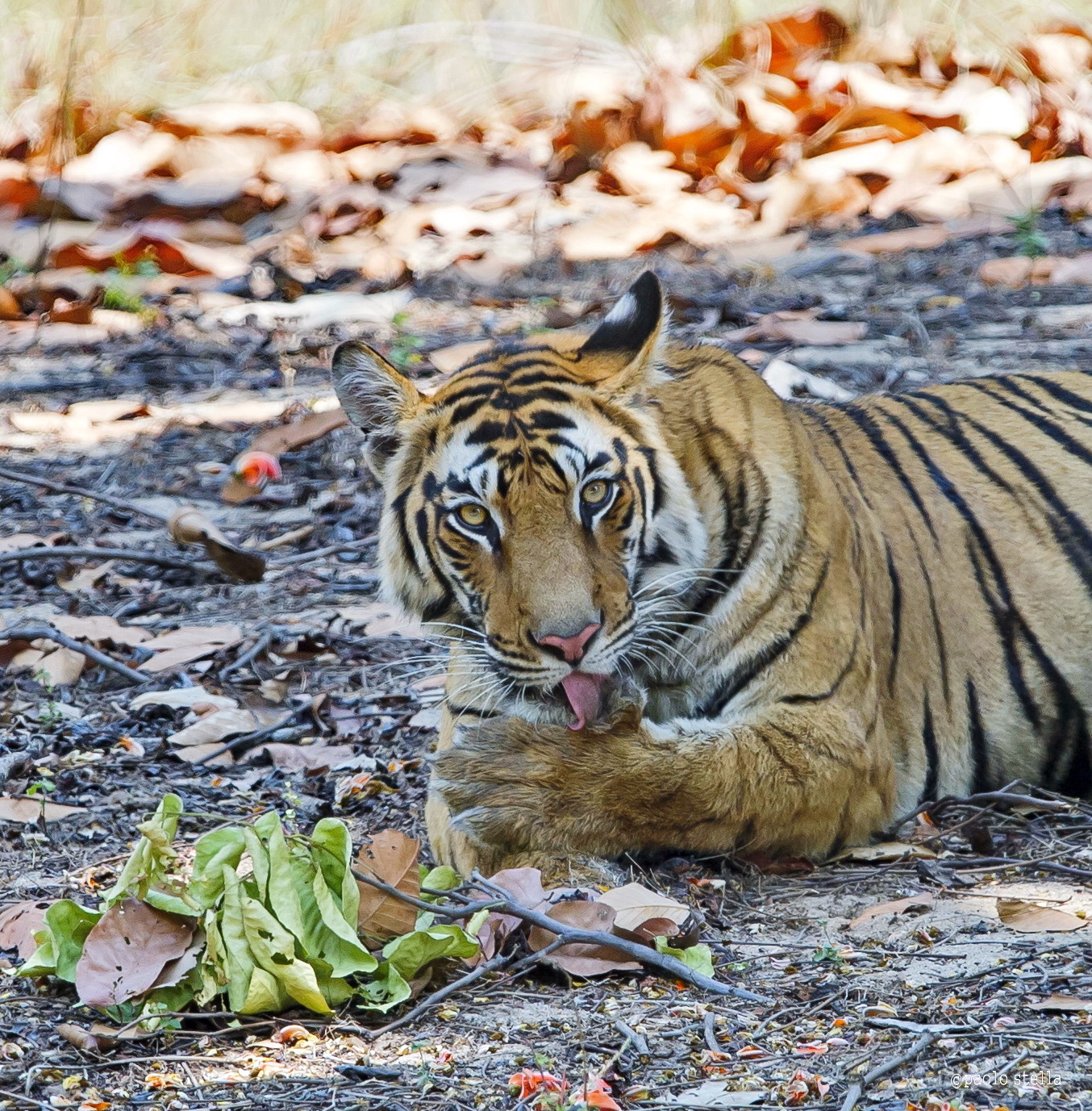 cleaning the cat ... ..