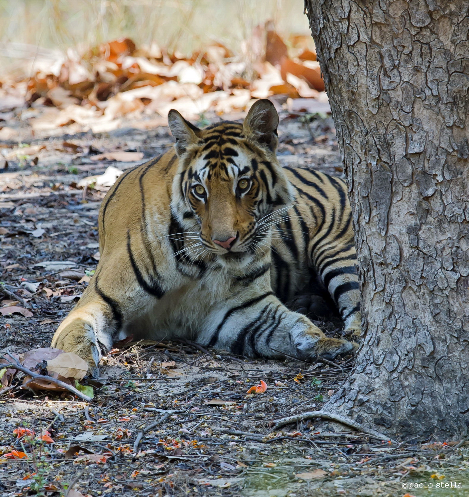 portrait of a young tiger