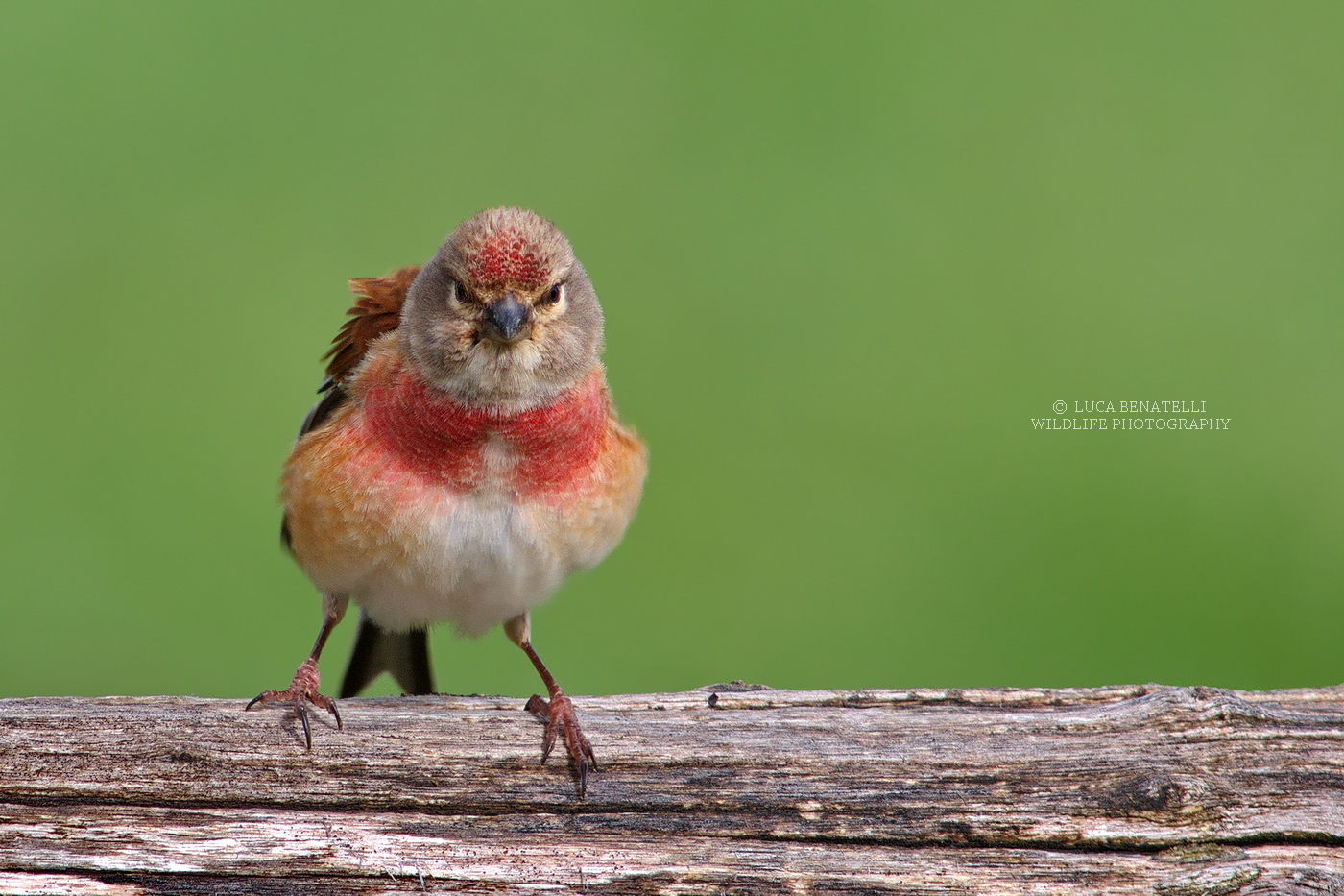 Linnet angry