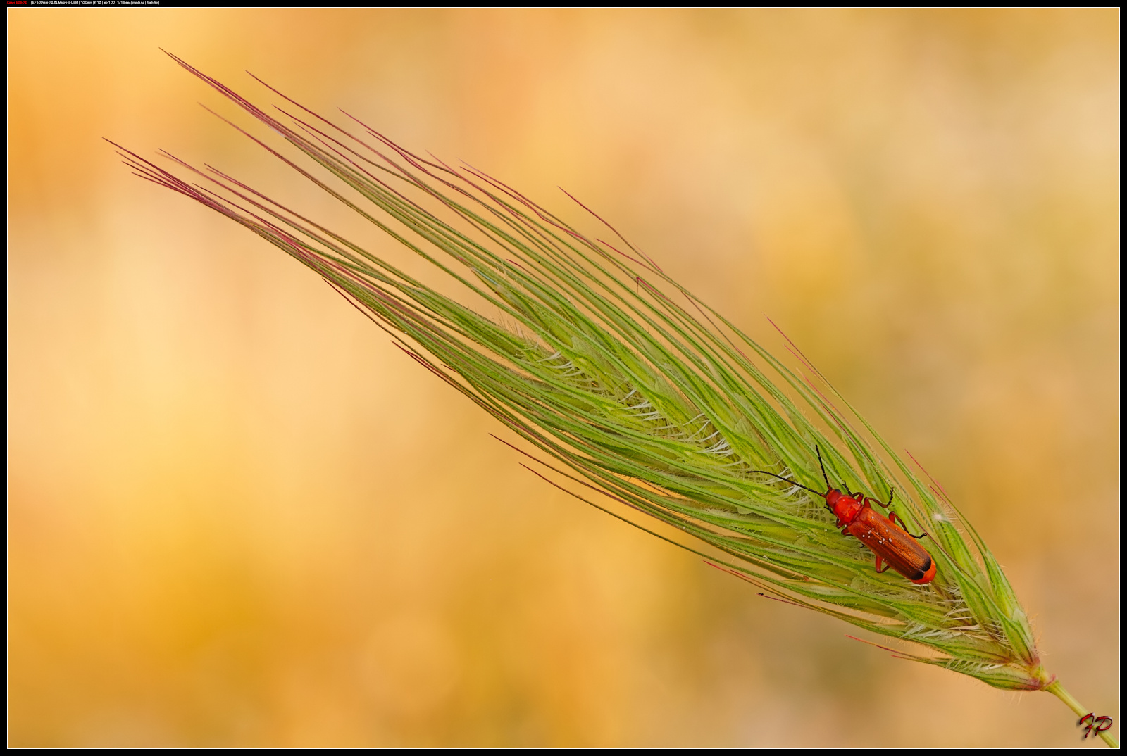 La spiga e il coleottero