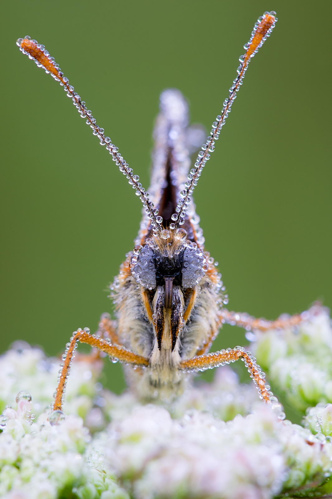 Portrait of a butterfly