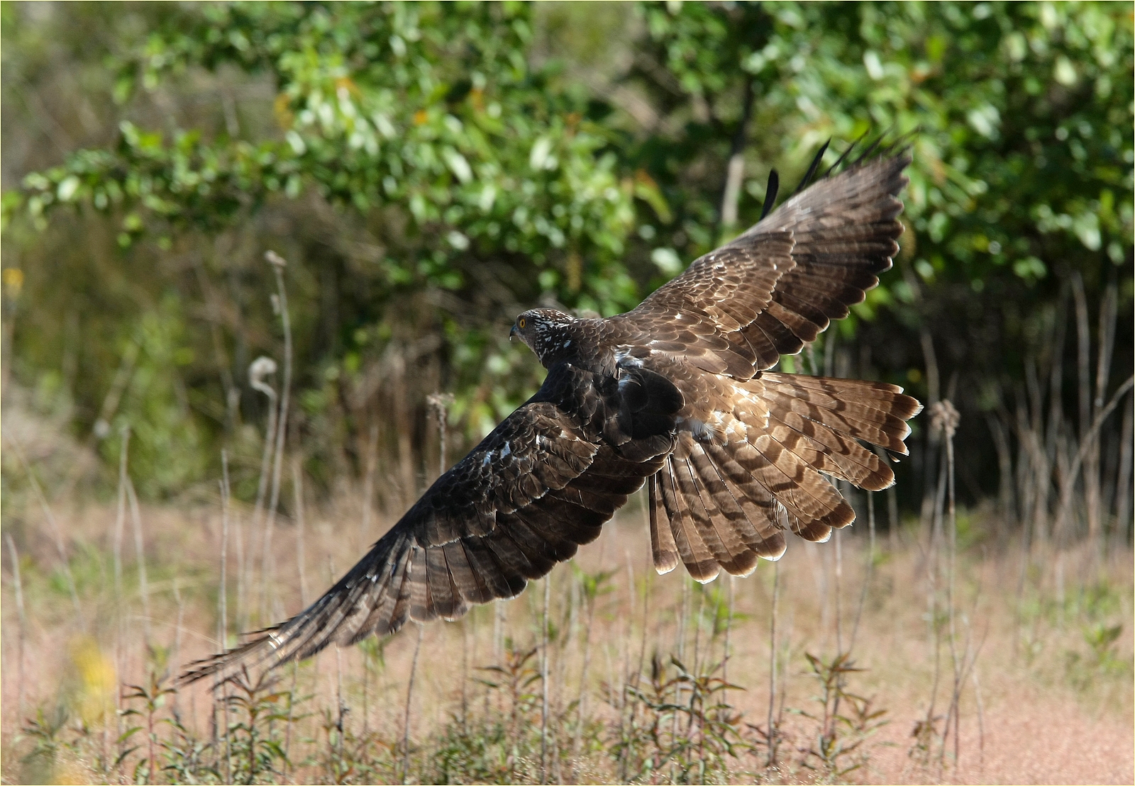 ,, falco pecchiaiolo ,,