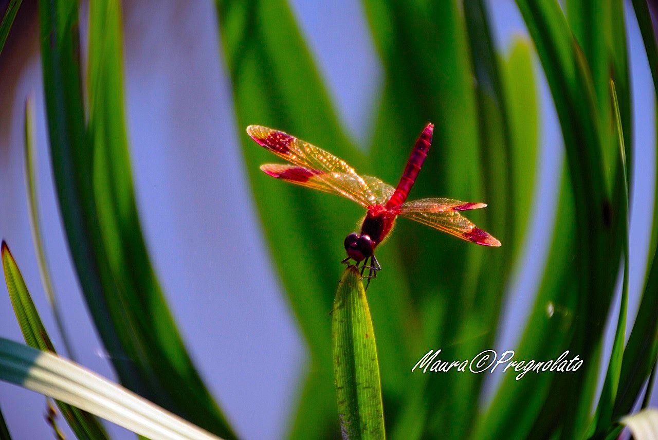 Libellula
