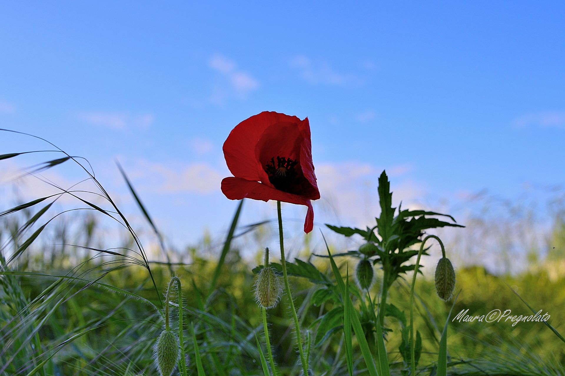 The poppy